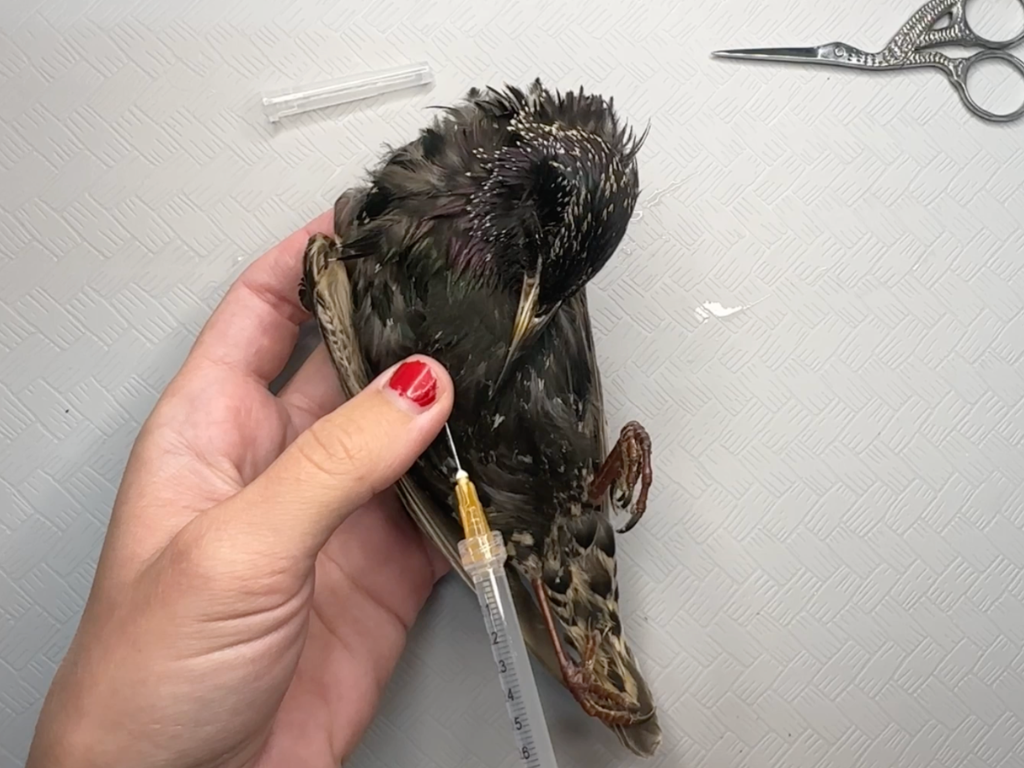 Screenshot from a bird taxidermy tutorial video by Strong Taxidermy on Patreon, demonstrating museum-style bird preparation techniques and educational instruction.
