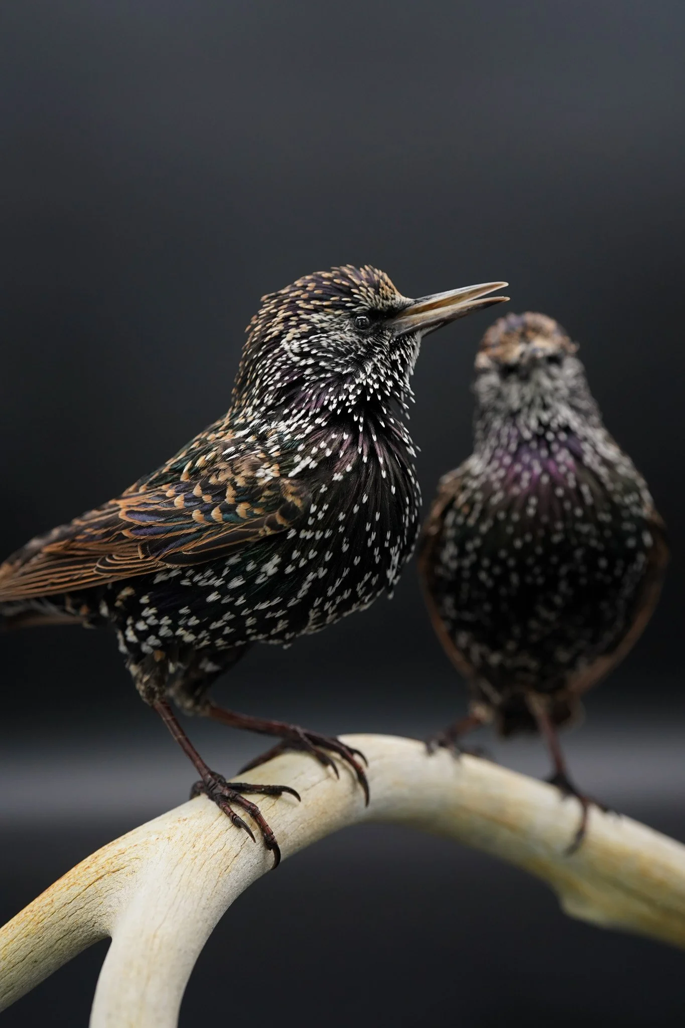 Starlings on Antler