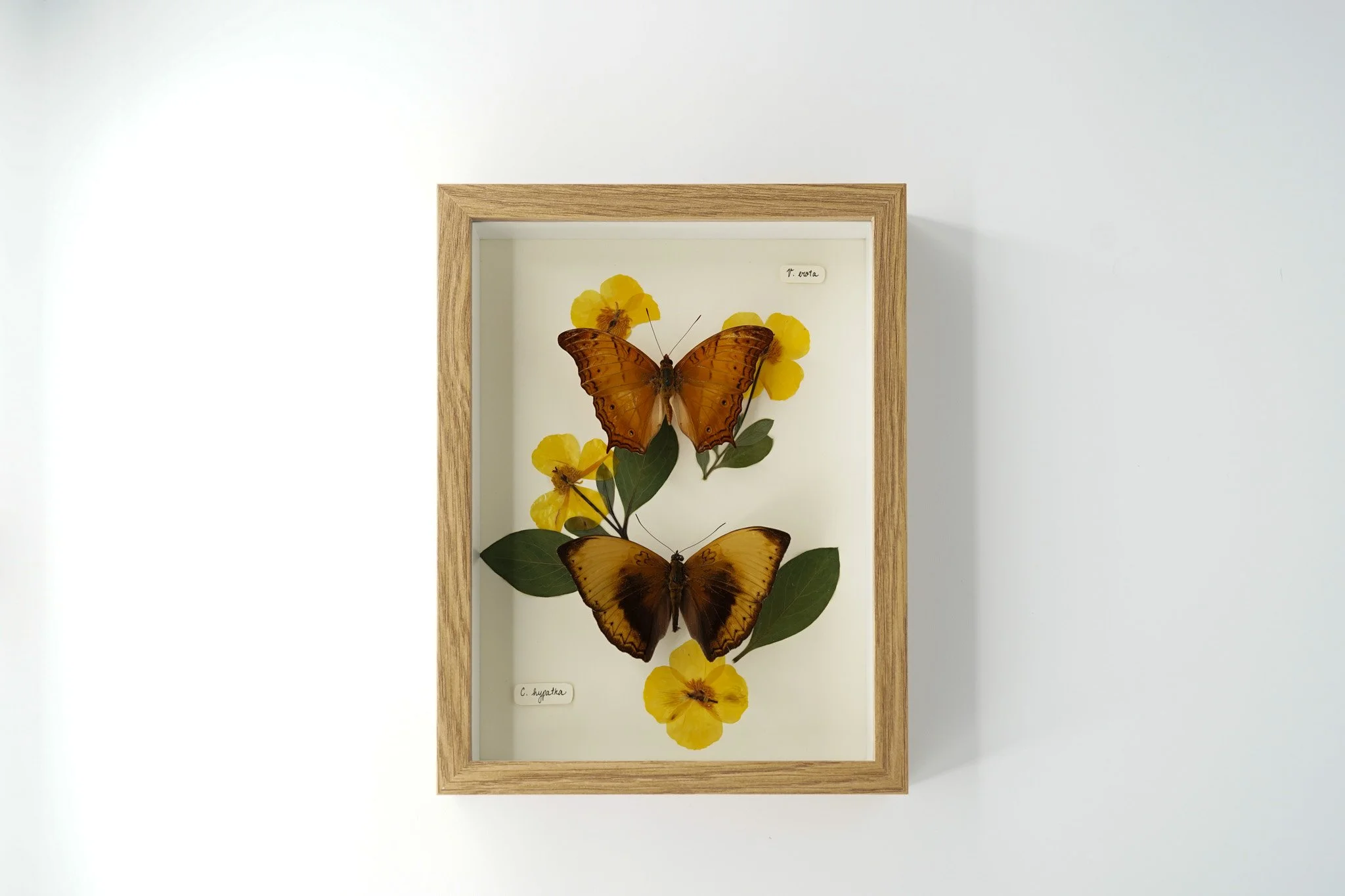 Butterflies & Poppies