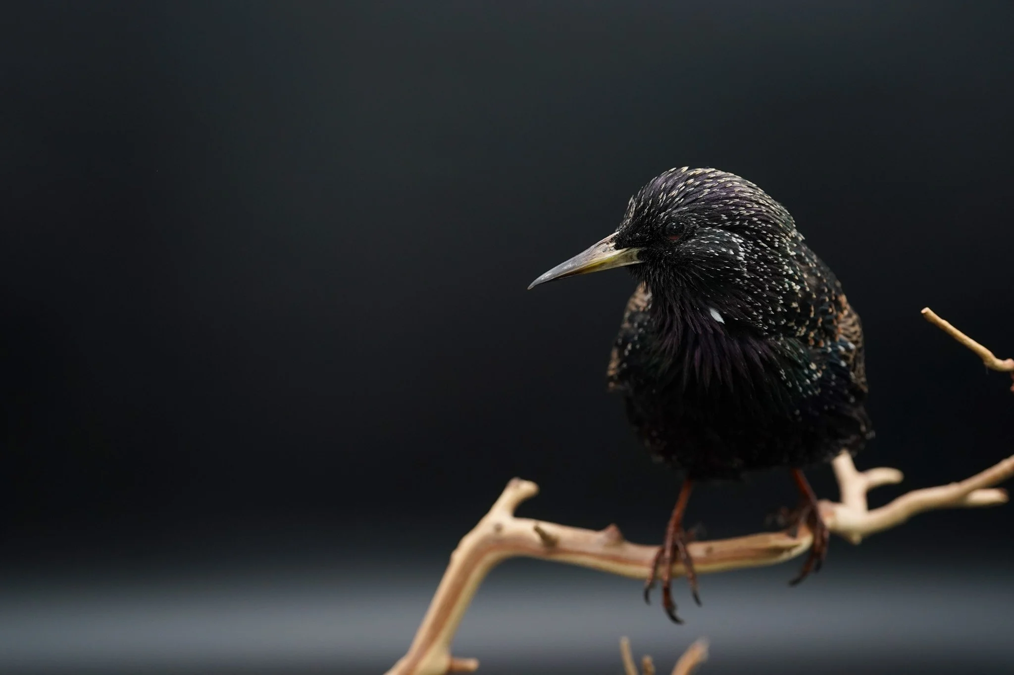 European Starling