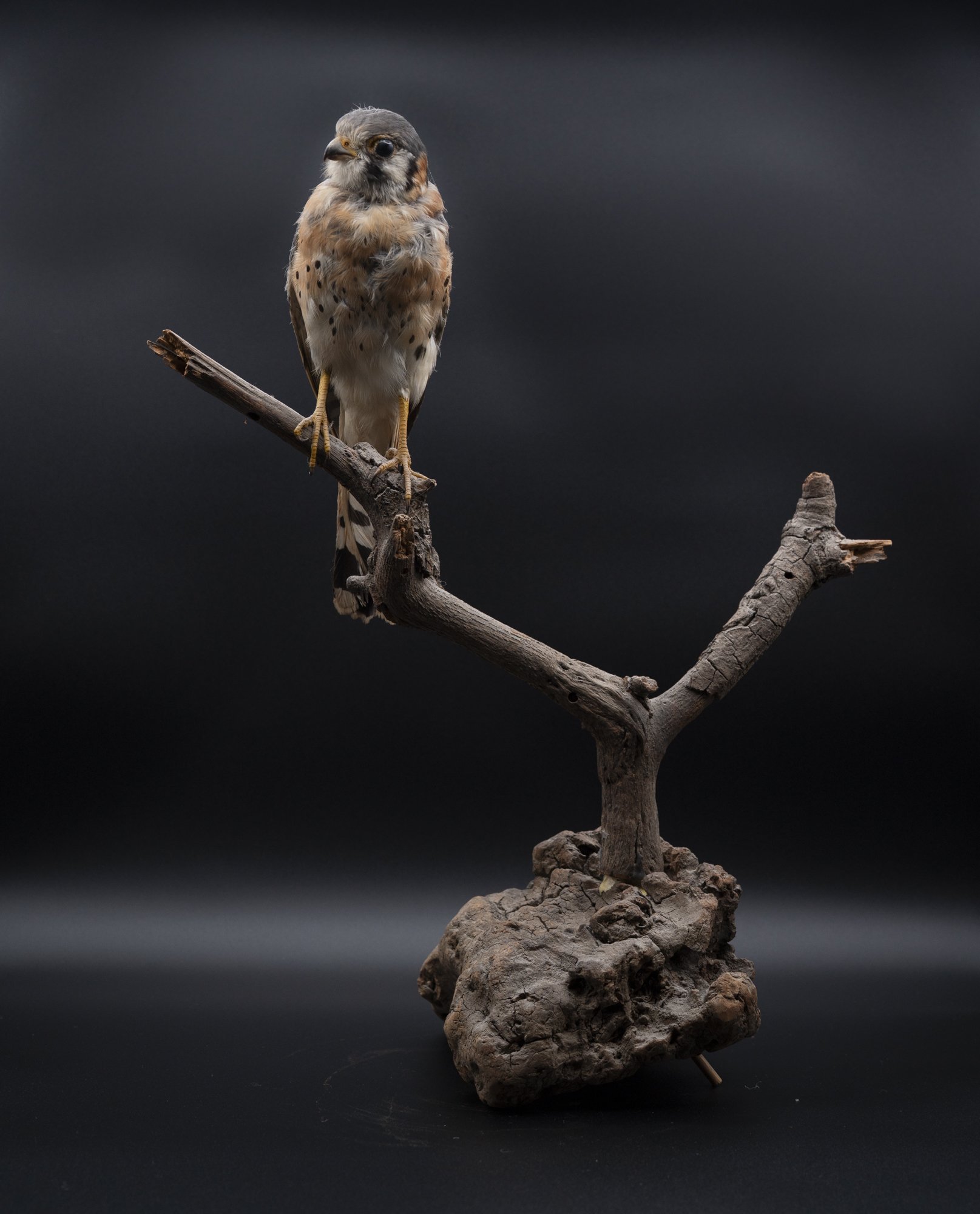 BEFORE: American kestrel ( Falco sparverius ) for the San Fernando Valley Audubon Society. 