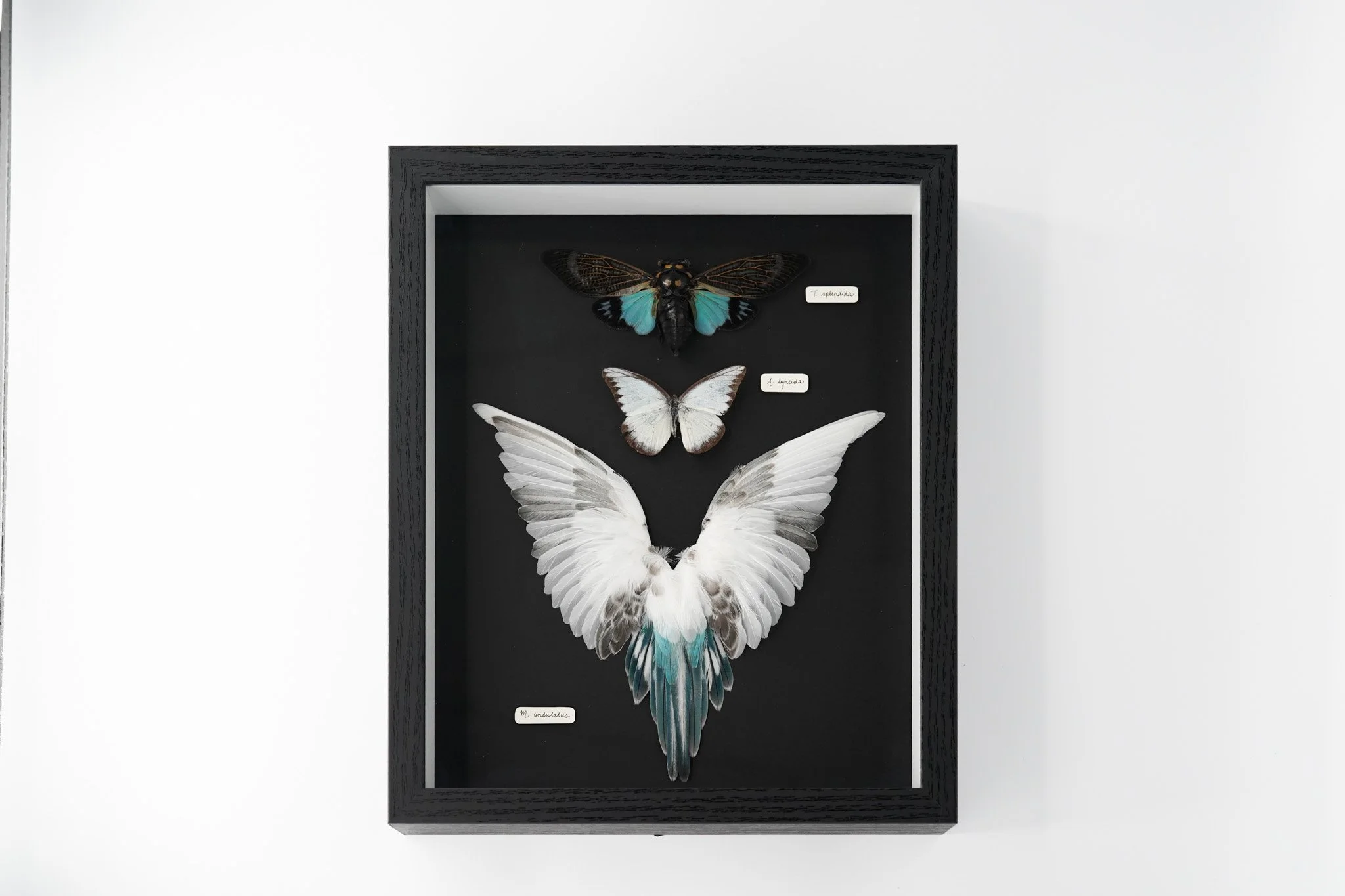"Mixed Wing Study": blue green clear cicada ( Tosena splendida ), chocolate albatross ( Appias lyncida ), & budgerigar ( Melopsittacus undulatus ).