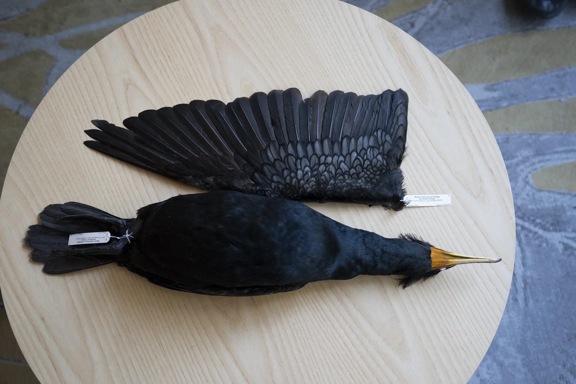 Double-crested cormorant ( Nannopterum auritum ) for the Moore Lab of Zoology.