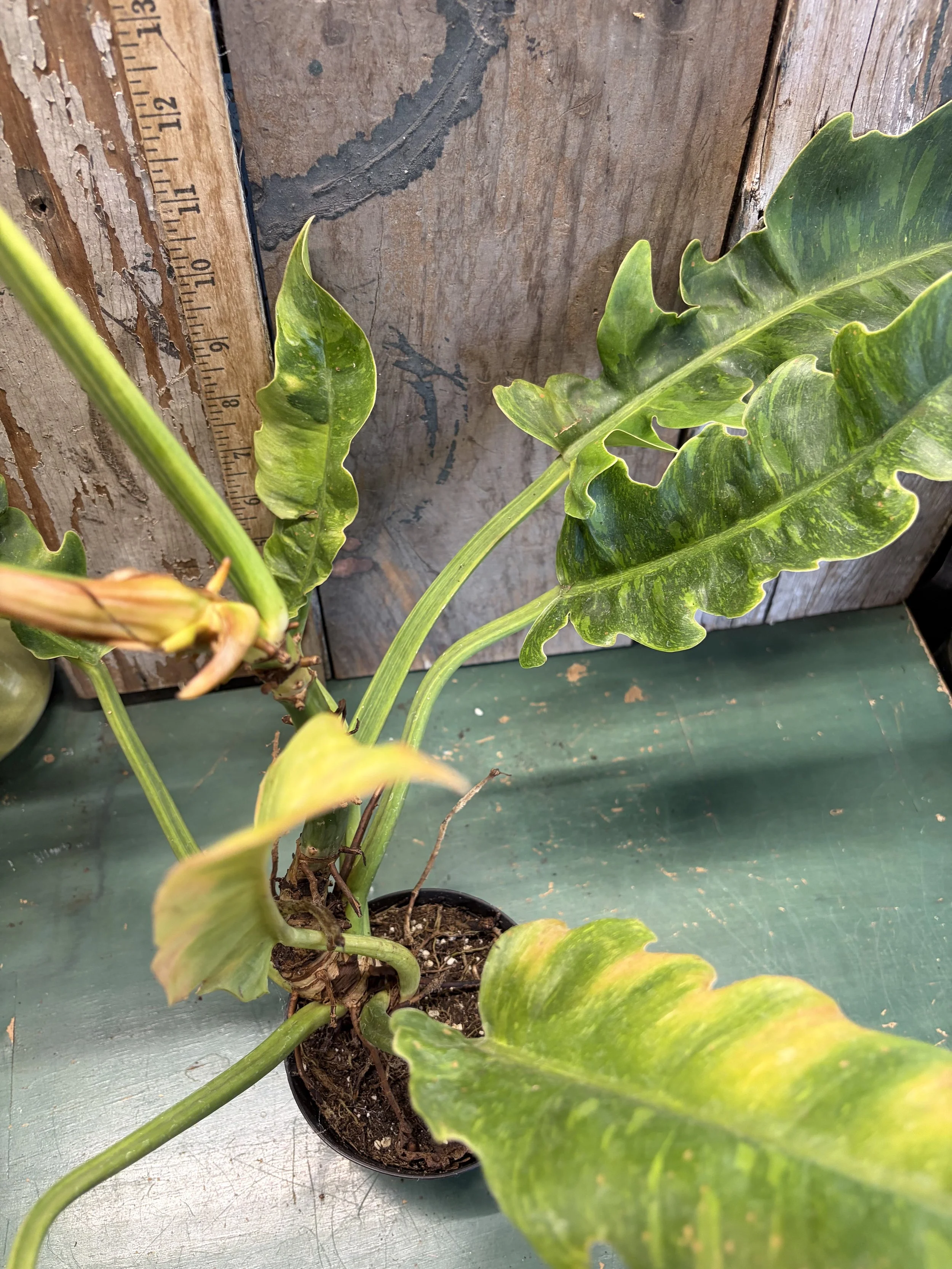 IMG_0705.jpg