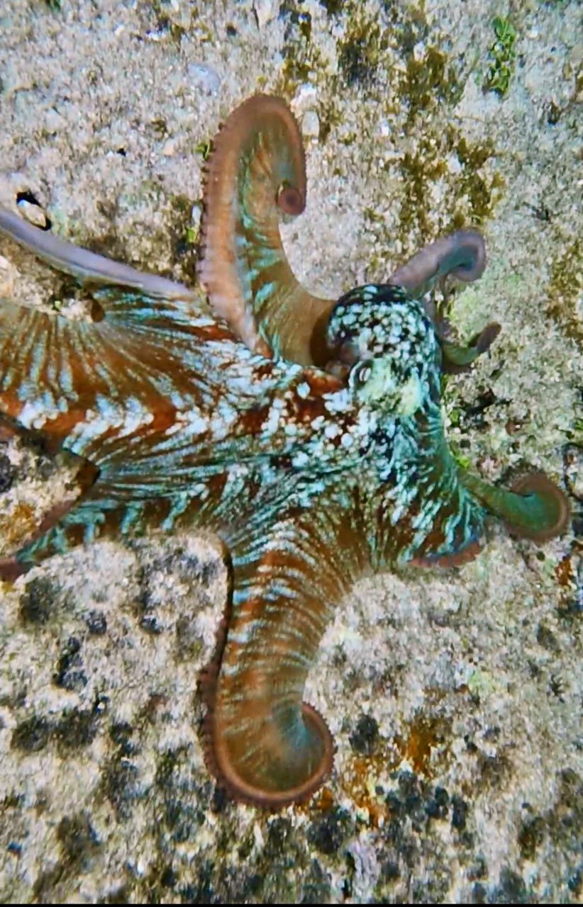 Close-up of a colorful octopus on the sandy ocean floor.