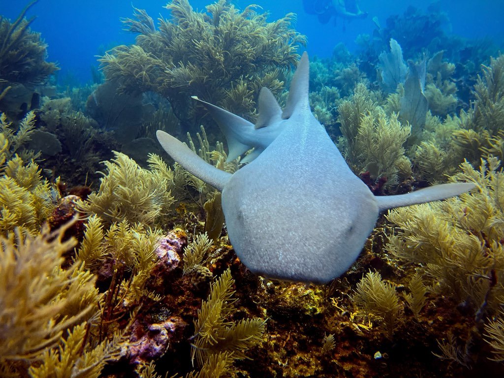 Underwater scene with a grey shark swimming above a colorful coral reef.