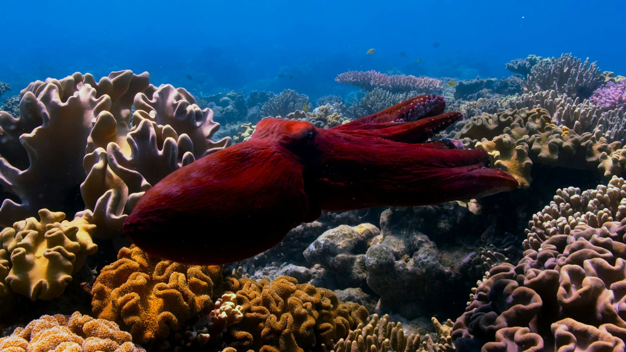 A red octopus blending into colorful coral on the ocean floor.