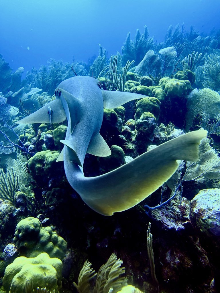 Underwater scene with a large shark swimming above colorful coral reef and marine plants.