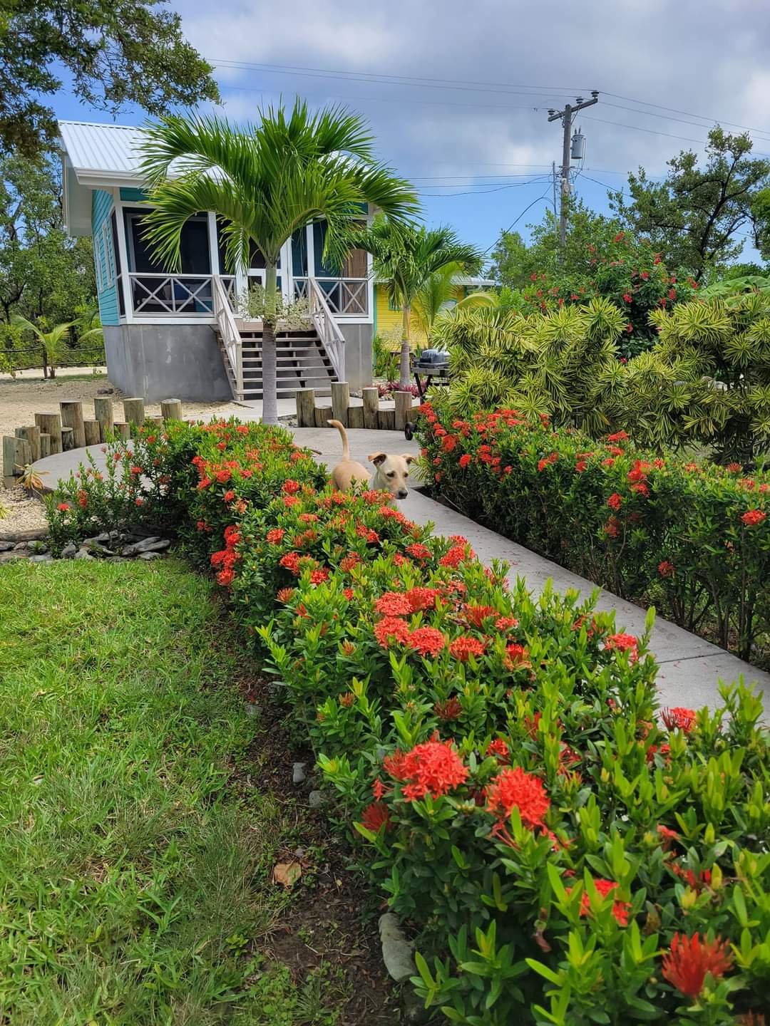 A dog peeks through red flowering bushes in a garden with a small blue house on stilts, palm trees, and a cloudy sky in the background.