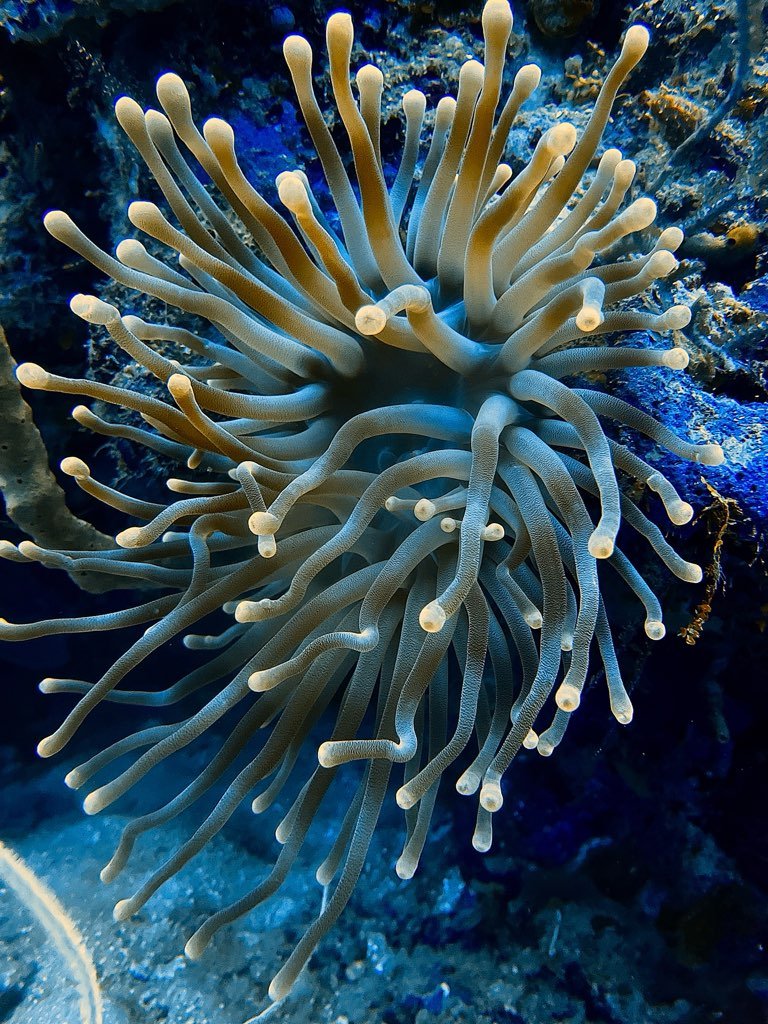 A close-up of a sea anemone with long, tentacle-like structures underwater
