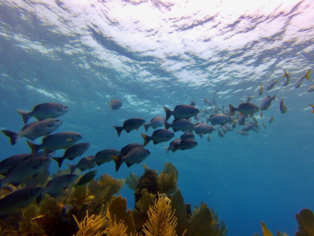 School of fish swimming above coral reef in clear blue ocean water.