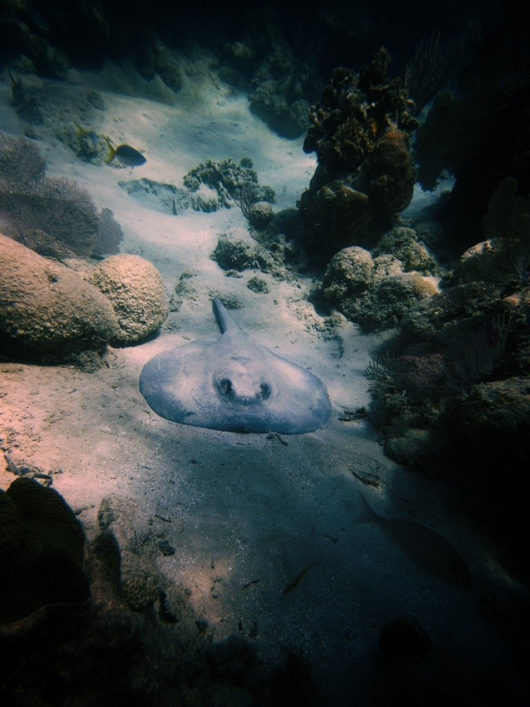 Underwater scene featuring a stingray resting on sandy ocean floor among rocks and coral.