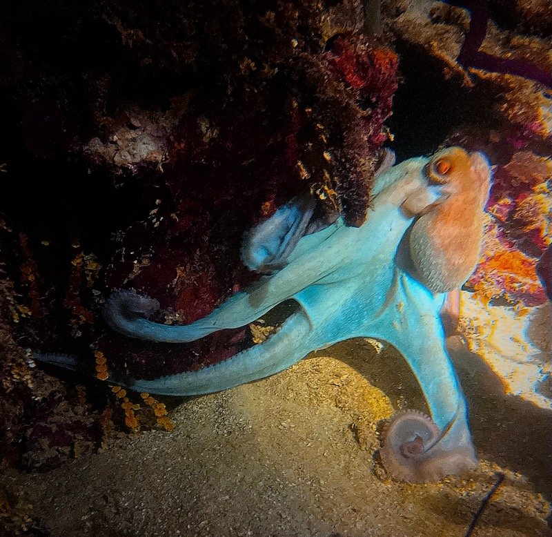 An octopus on the ocean floor with rocks and sandy terrain.