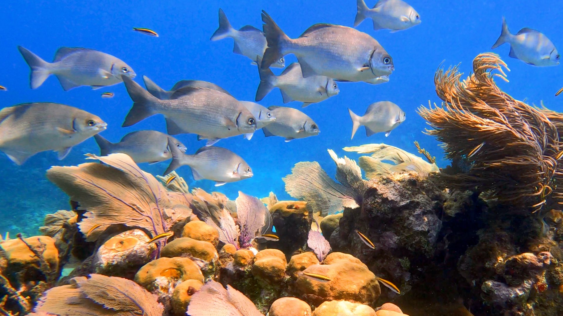 Underwater scene with various fish swimming near coral and rocks.
