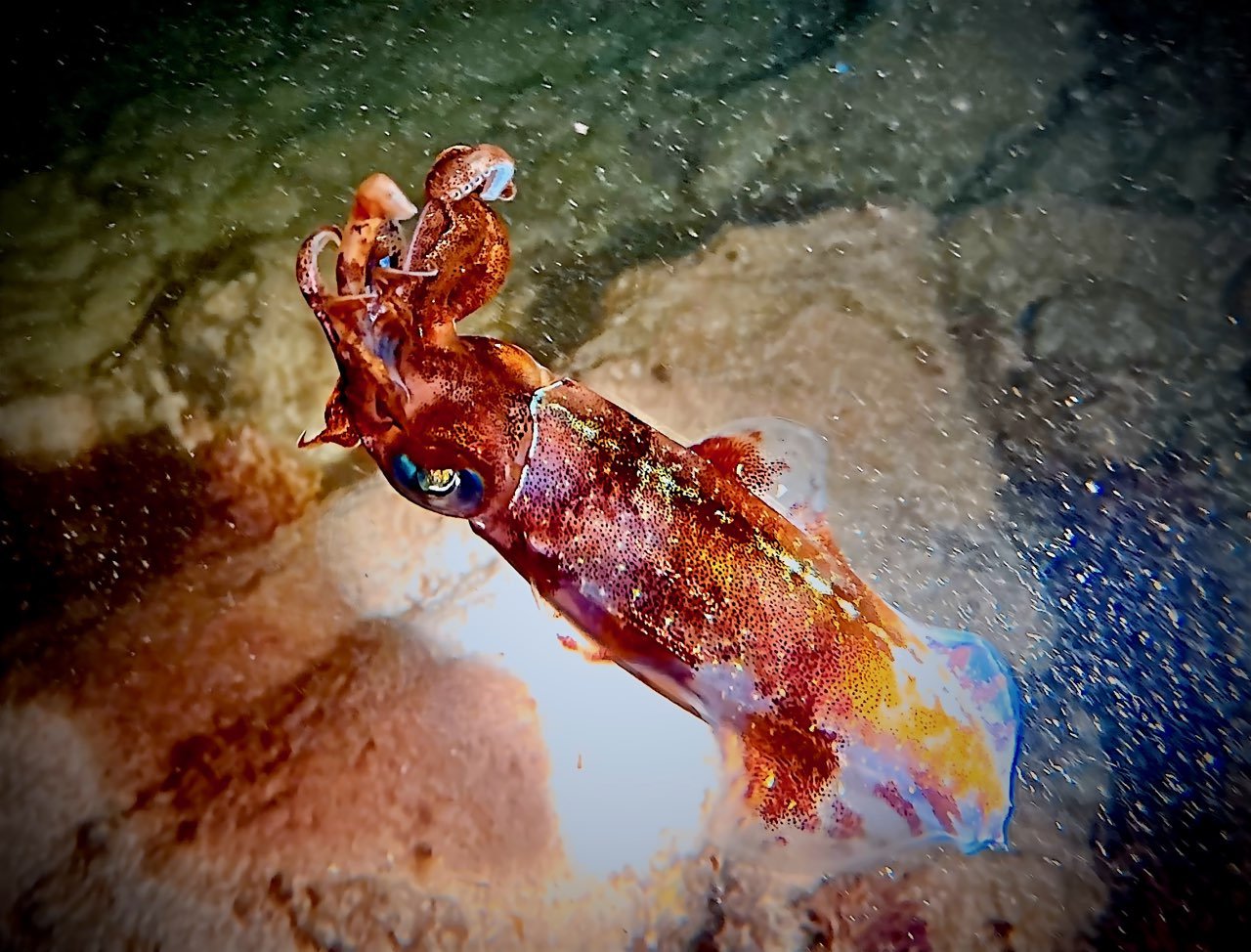 A colorful squid underwater near rocks and sand.