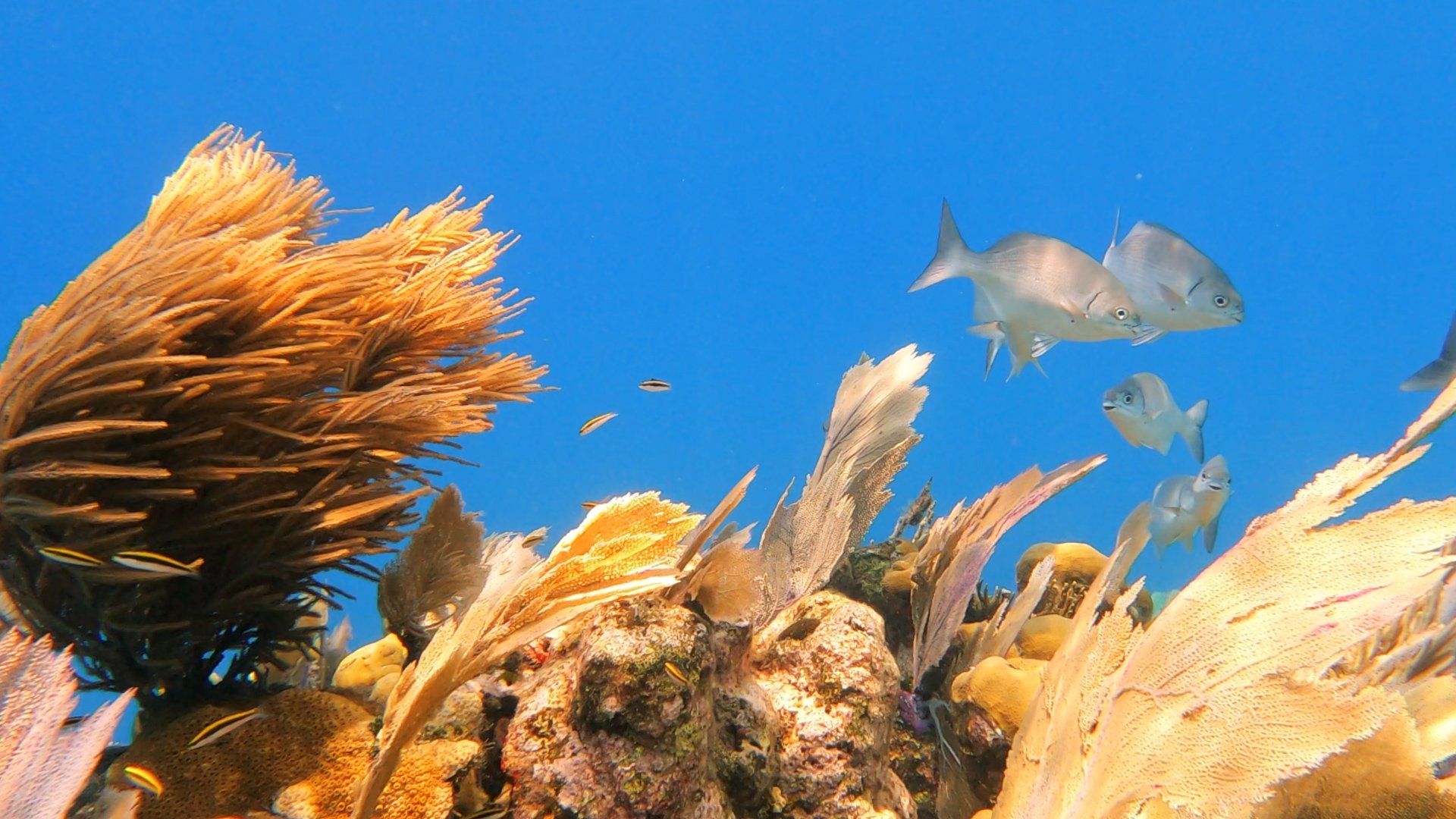 Underwater scene with orange and beige corals and fish swimming in a blue ocean.