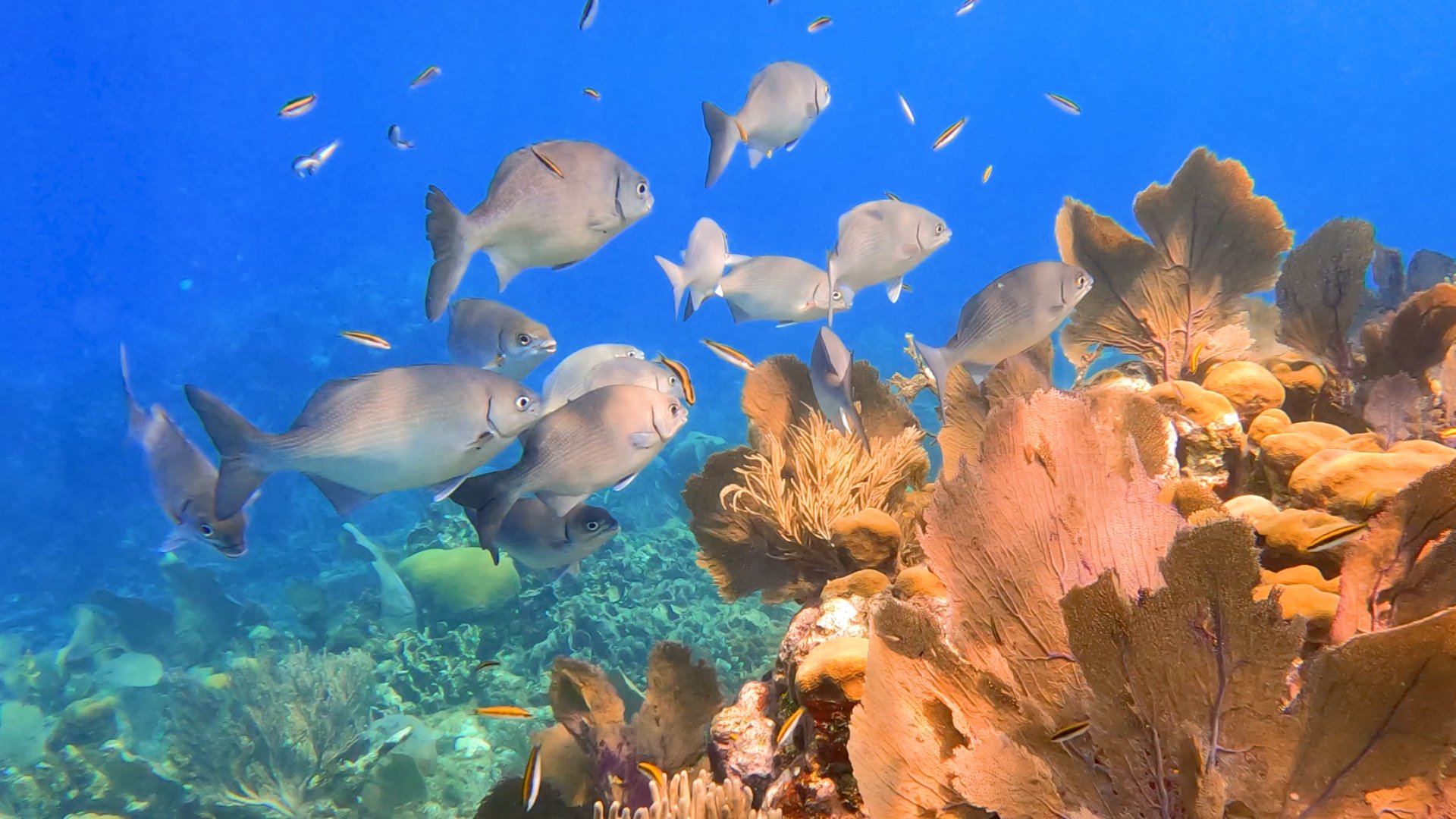 Underwater scene with various colorful fish swimming near coral and rocks in a vibrant ocean setting.