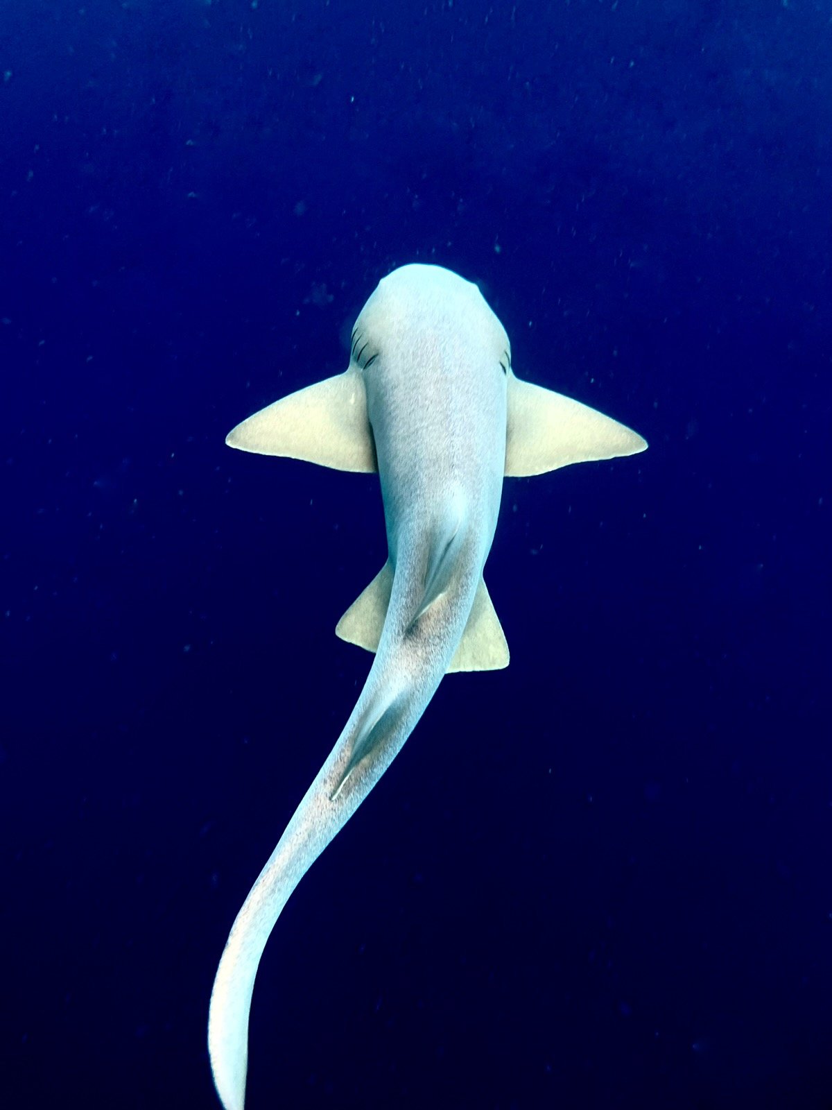 A sawfish swimming in the ocean with a dark blue background.