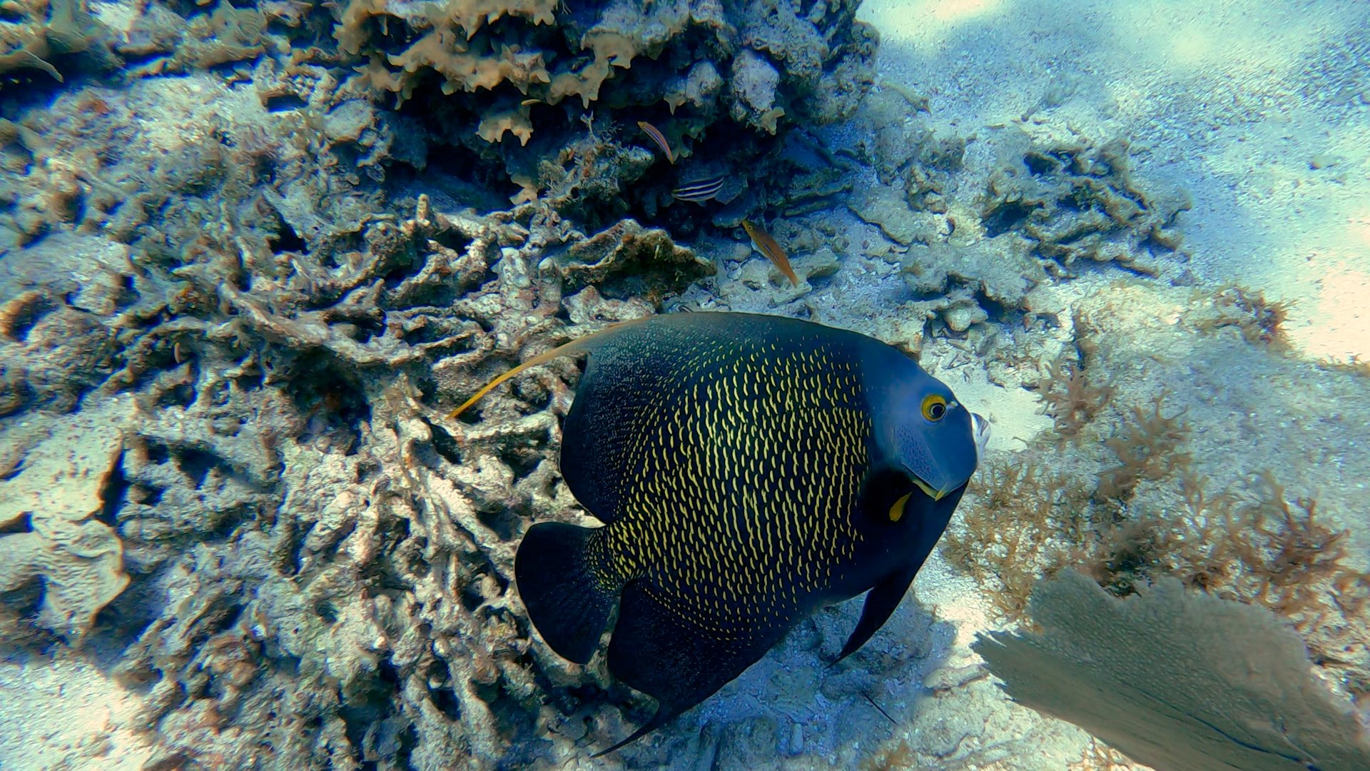 A colorful fish swimming near coral and seaweed on the ocean floor.