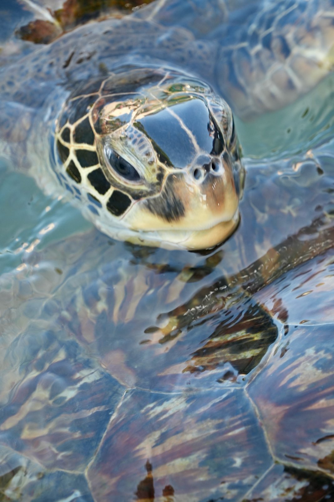 Close-up of a sea turtle's face partially submerged in water with detailed shell and head visible