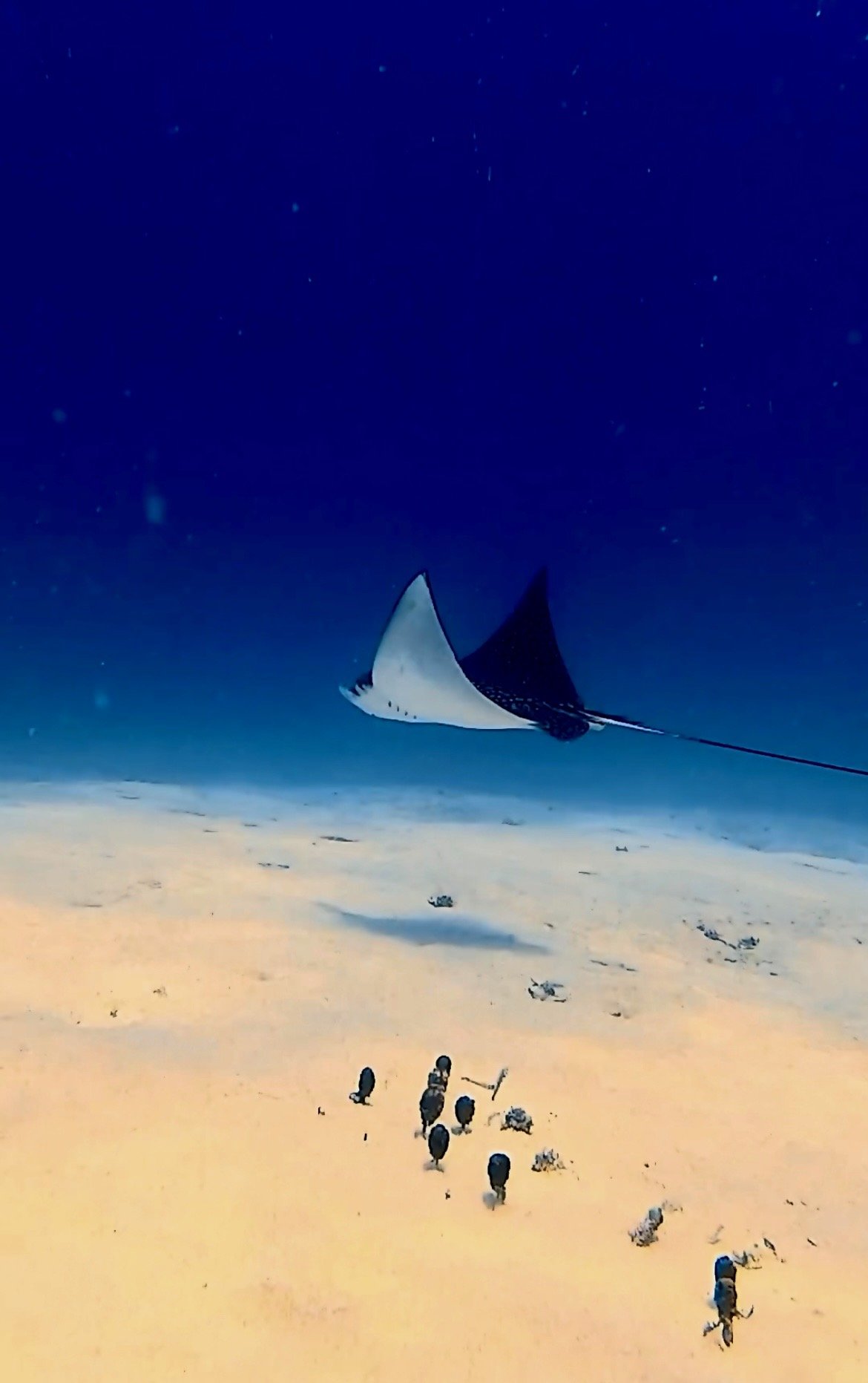 An underwater view showing a large manta ray swimming above a sandy ocean floor with small fish swimming nearby.