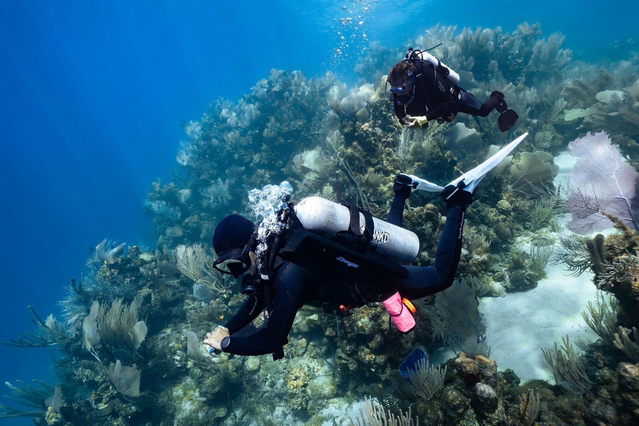 Two scuba divers exploring a vibrant coral reef underwater, surrounded by various corals and marine life.