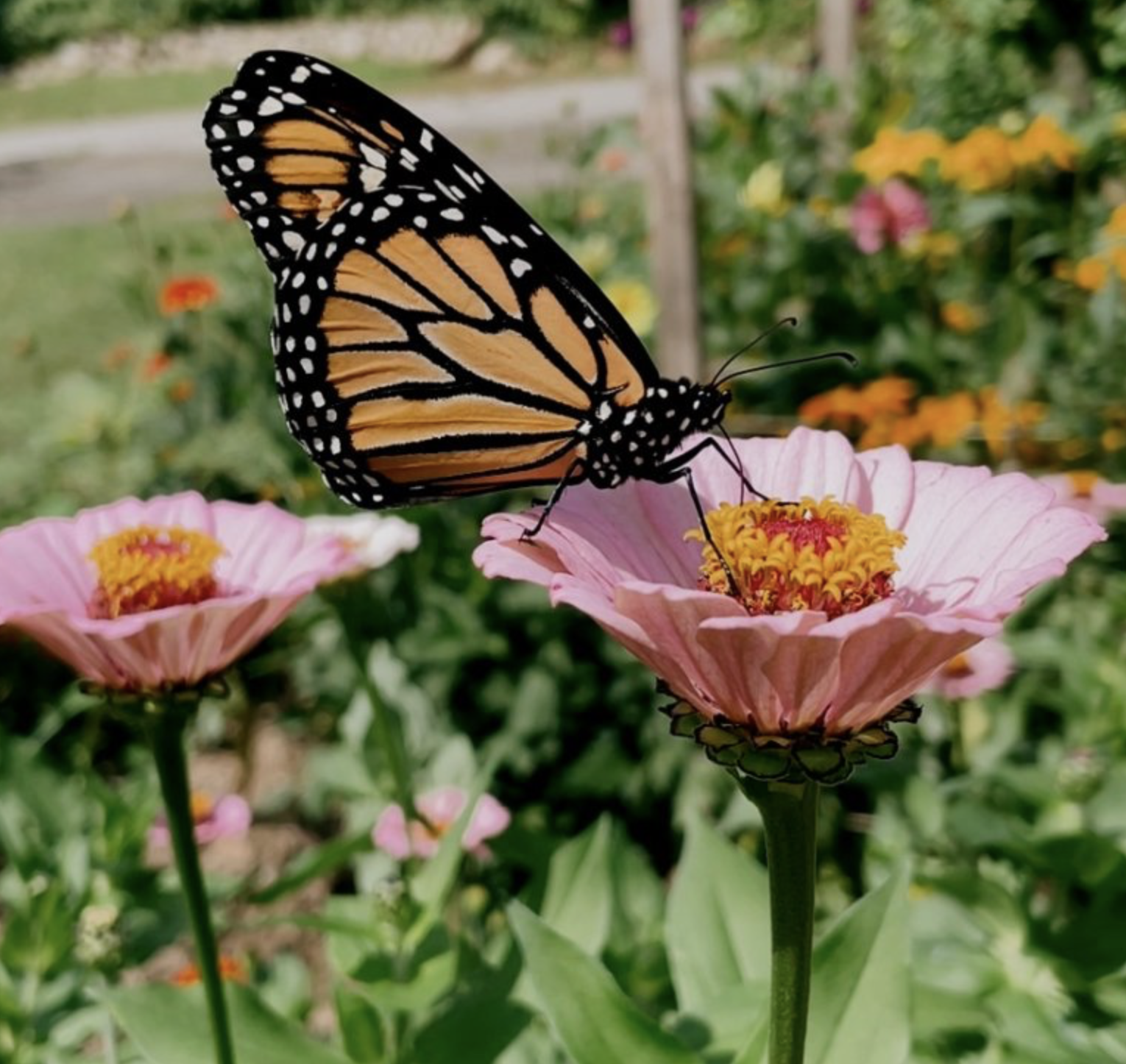 5 Pollinator-Friendly Flowers to Plant in Your Connecticut Garden