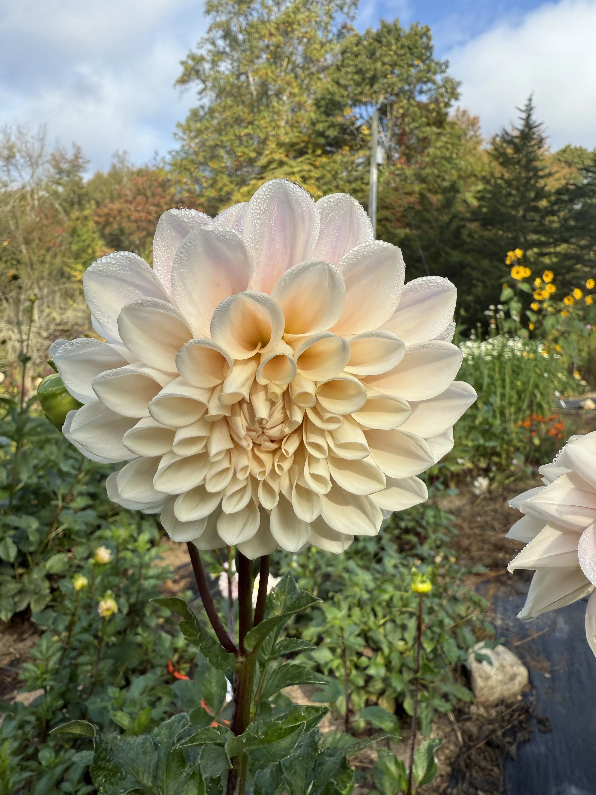 sweet nat dahlia.JPG