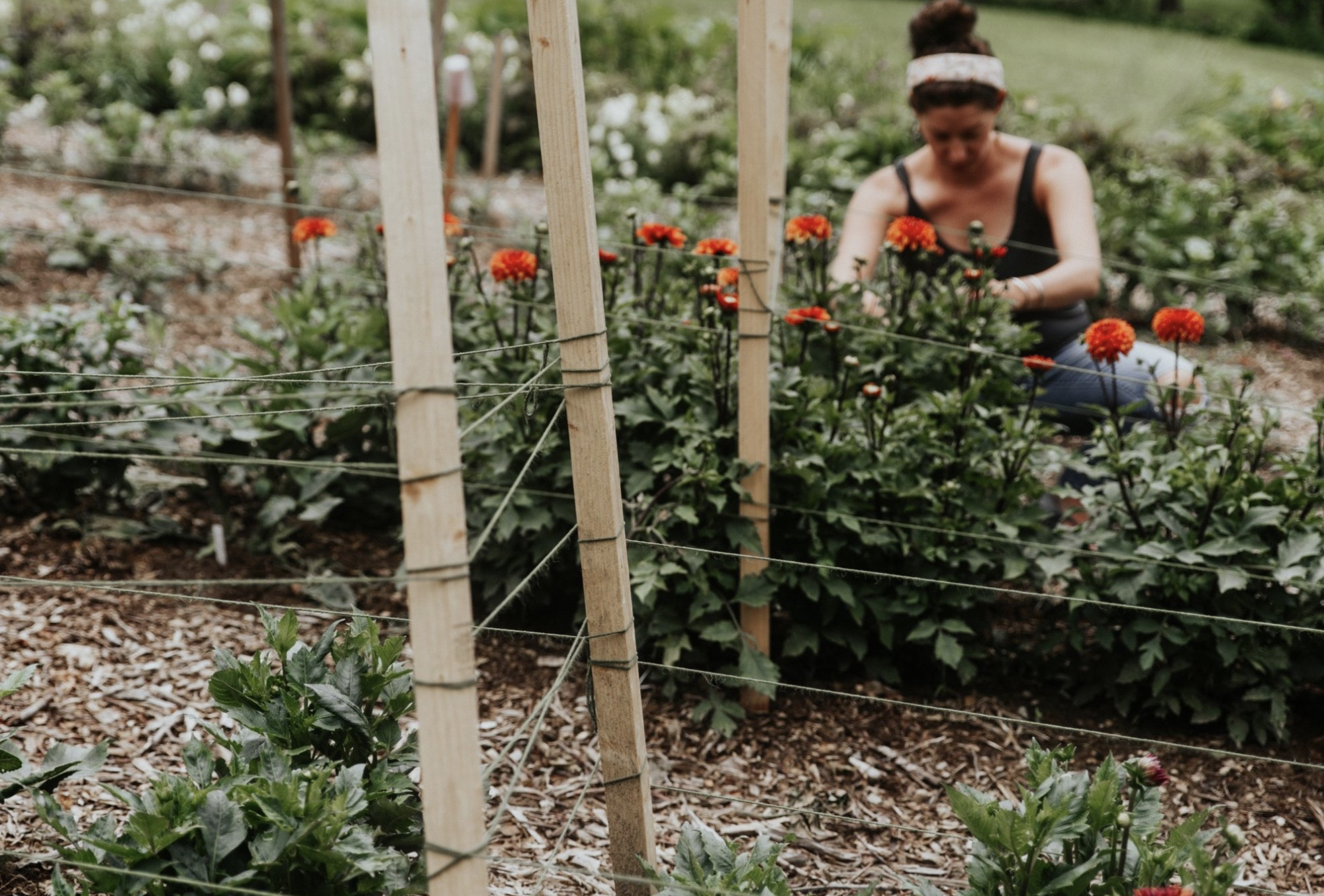 Understanding the Price of Blooms