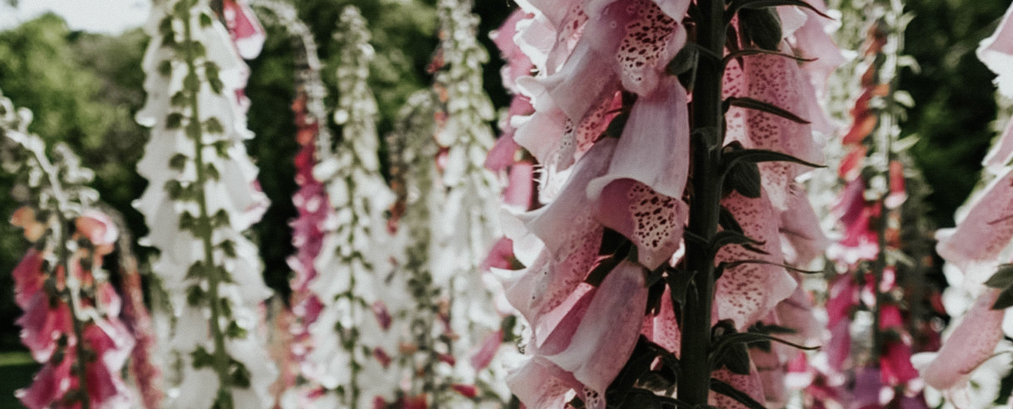What Flowers Bloom in Southeastern Connecticut Through the Seasons?