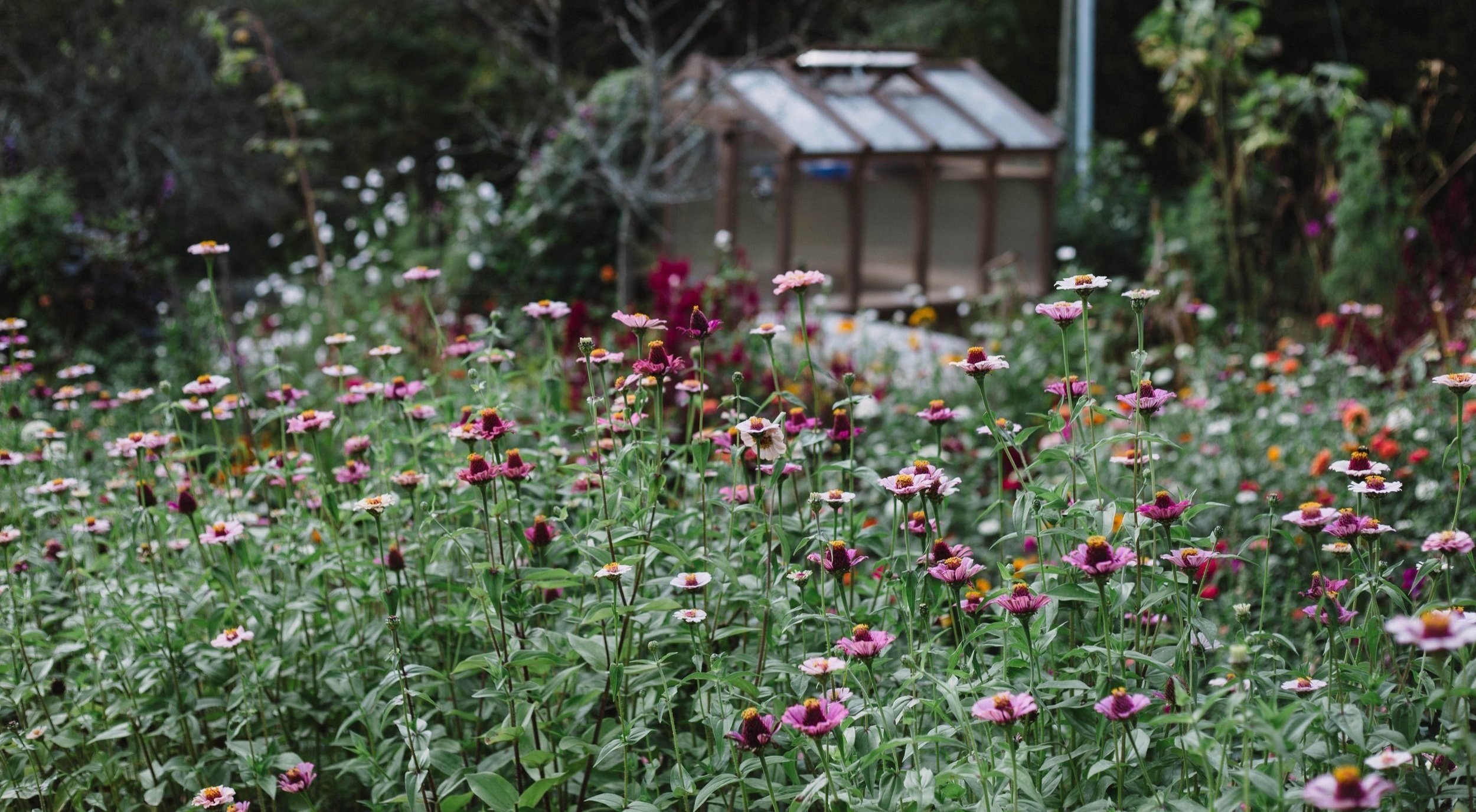 Why Local Flowers Are Different—And Worth It