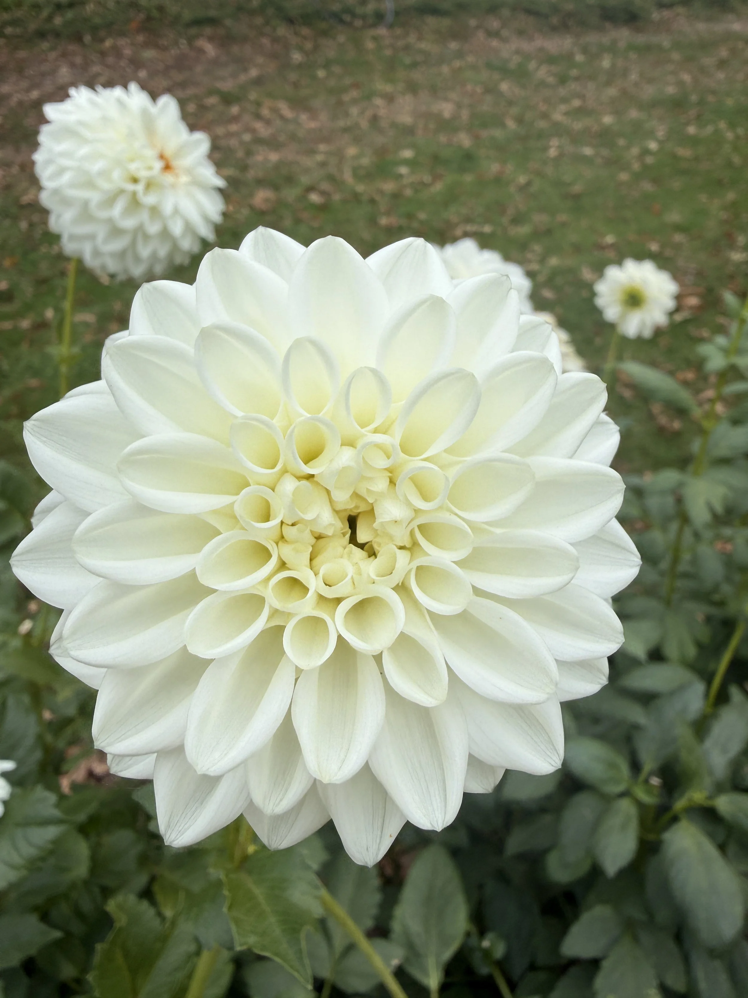 Blizzard Dahlia.JPG