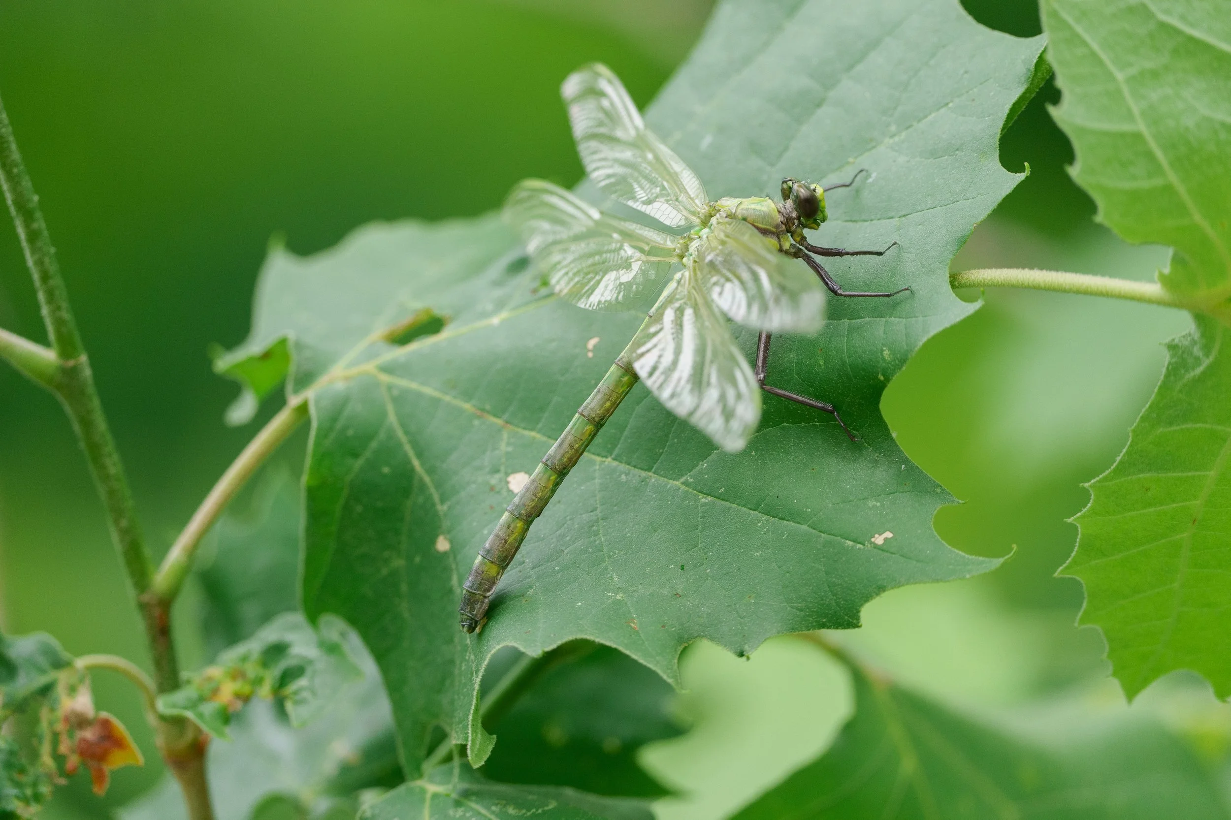 KHOPSHOOTS_HD_1-6.jpg