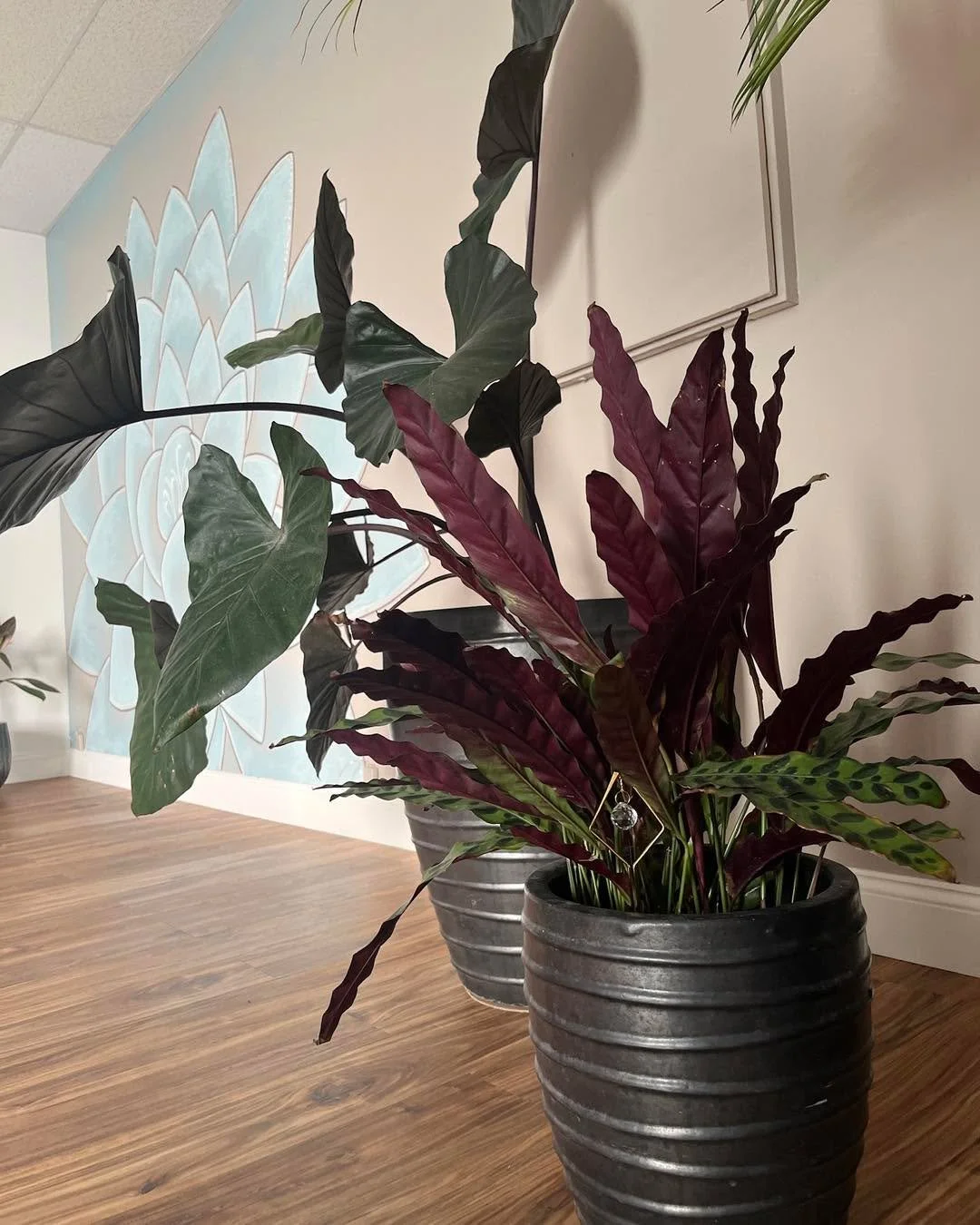 Swipe to see one of our plants before she decided to show off her new gift from a member who went on vacation! 🤗 This girl lifts her leaves to get more sun - and then we get to see her colors and her new bling! *** Desliza para ver una de nuestras p