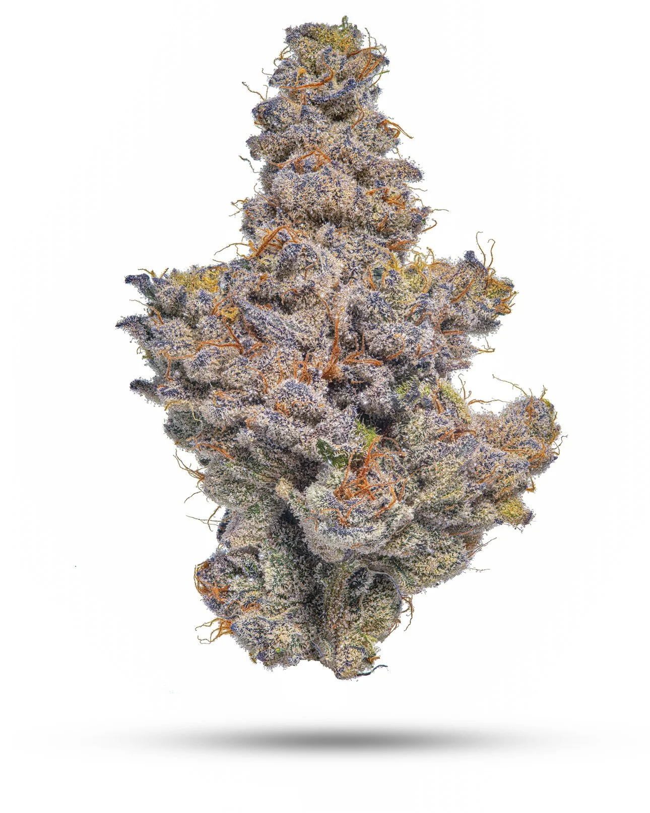 POMELO PUNCH | ORANGE MINTZ x PAPAYA | BLOOM SEED CO.