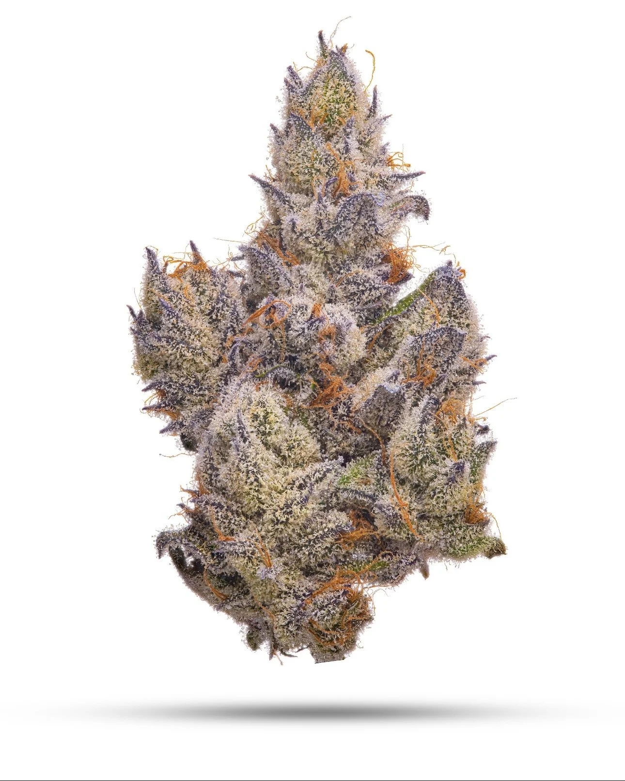 PEACH RINGZ | BLUE PEACHES x WHITE TRUFFLE CHEESE | FRESH COAST SEED CO.