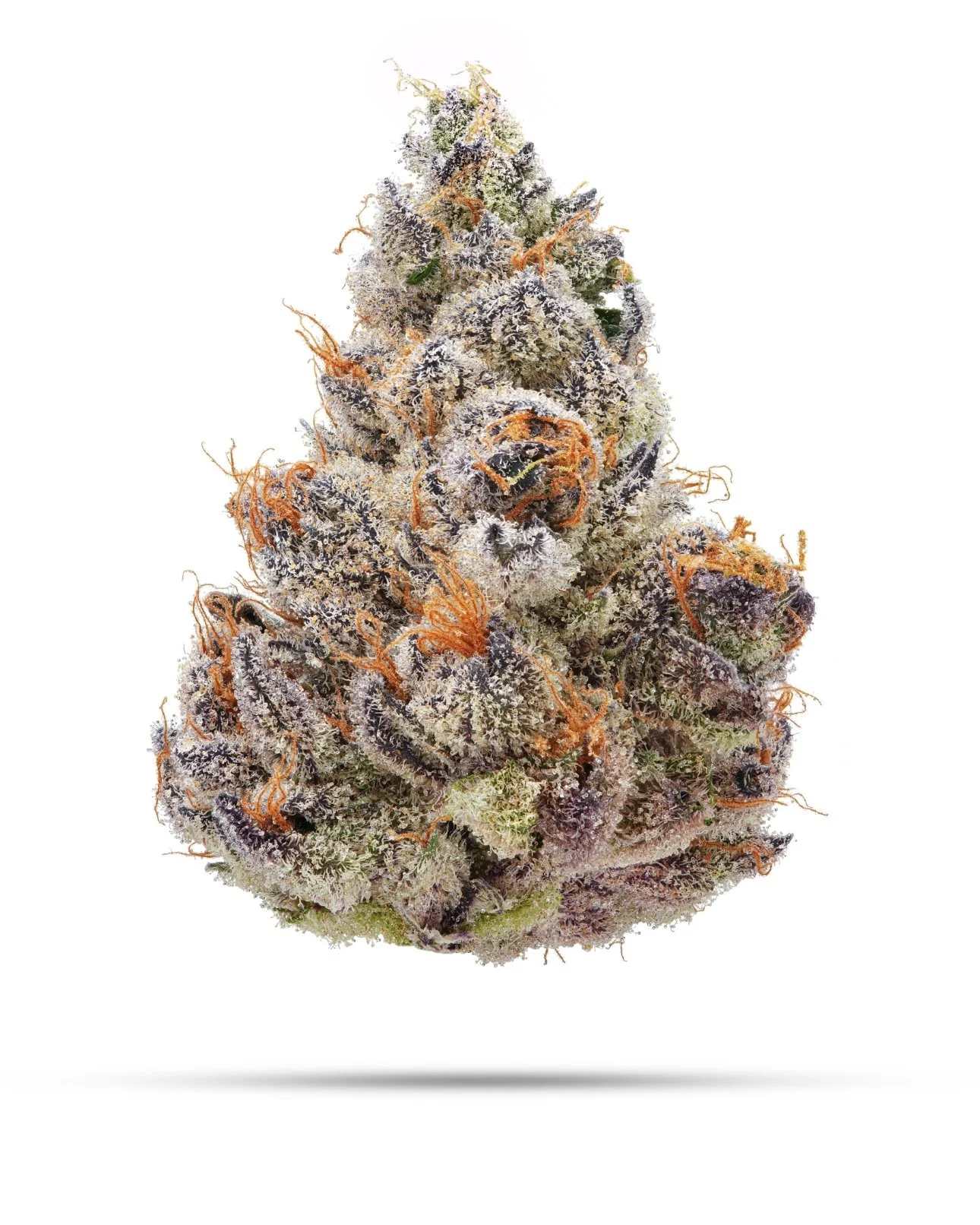 TRASH PANDA | SUPER BOOF x MILK & COOKIES | EXOTIC GENETIX