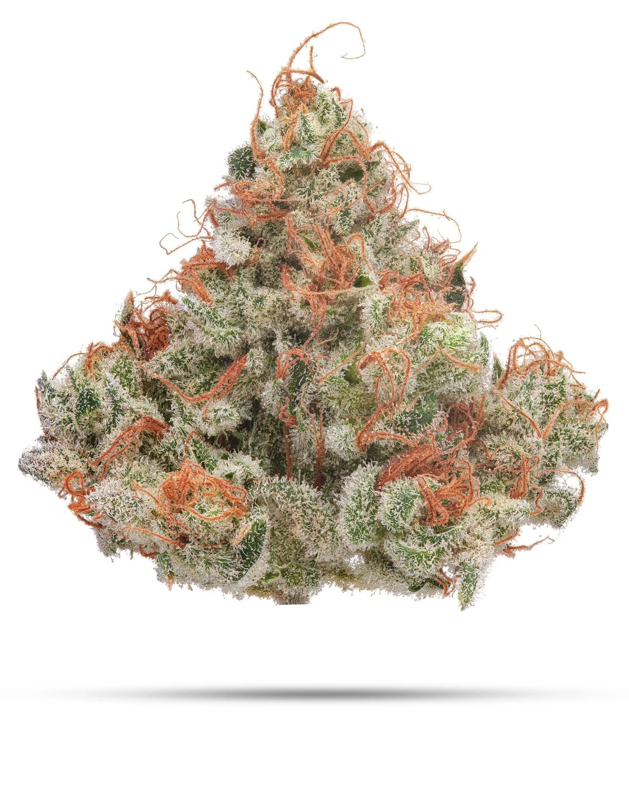 WHITE RHINO | WHITE WIDOW x AFGHANI | GREENHOUSE SEED CO.