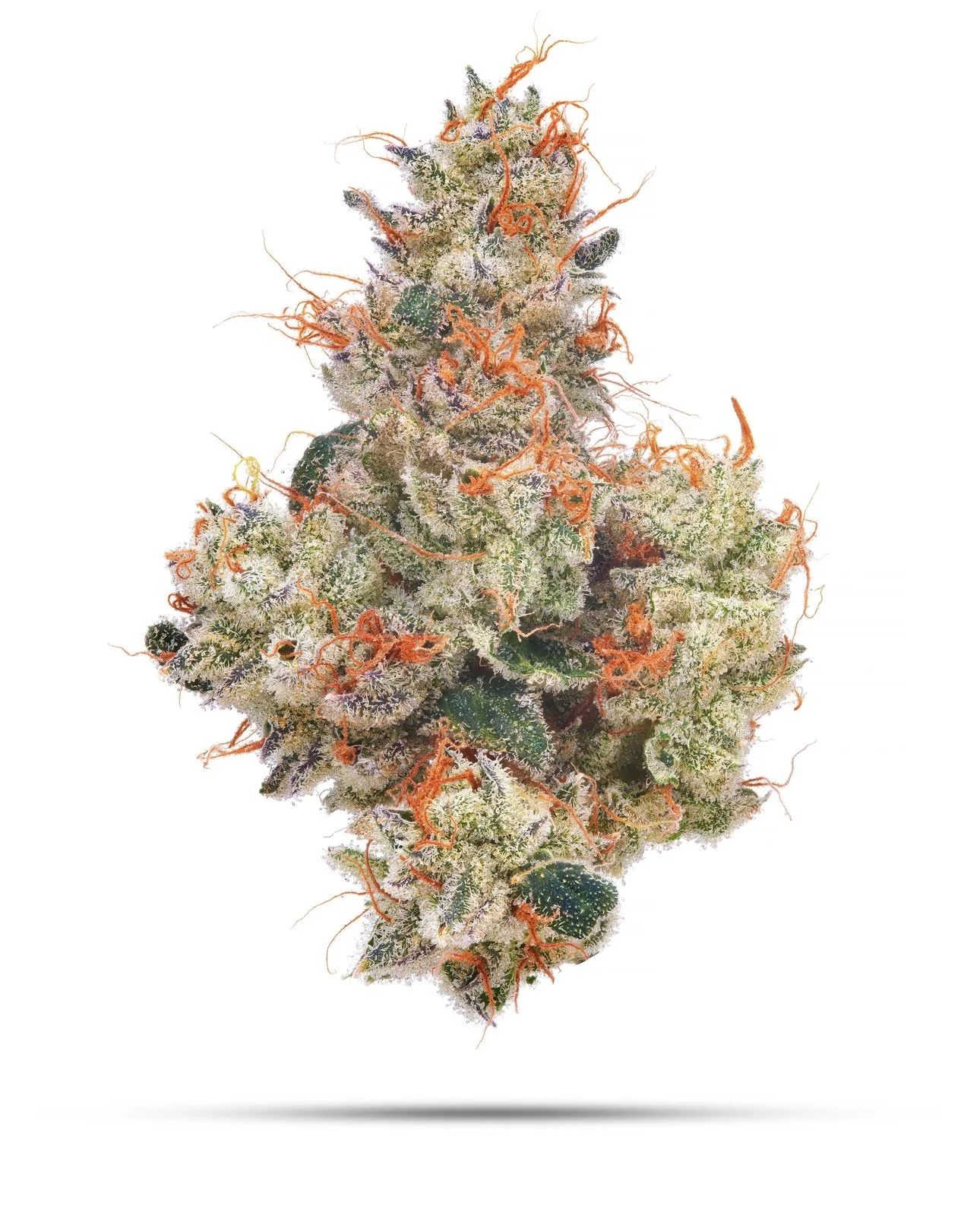 STRAWBERRY PUSH POP | RAINBOW PUSH POP x STRAW GUAVA | CMS GARDENS