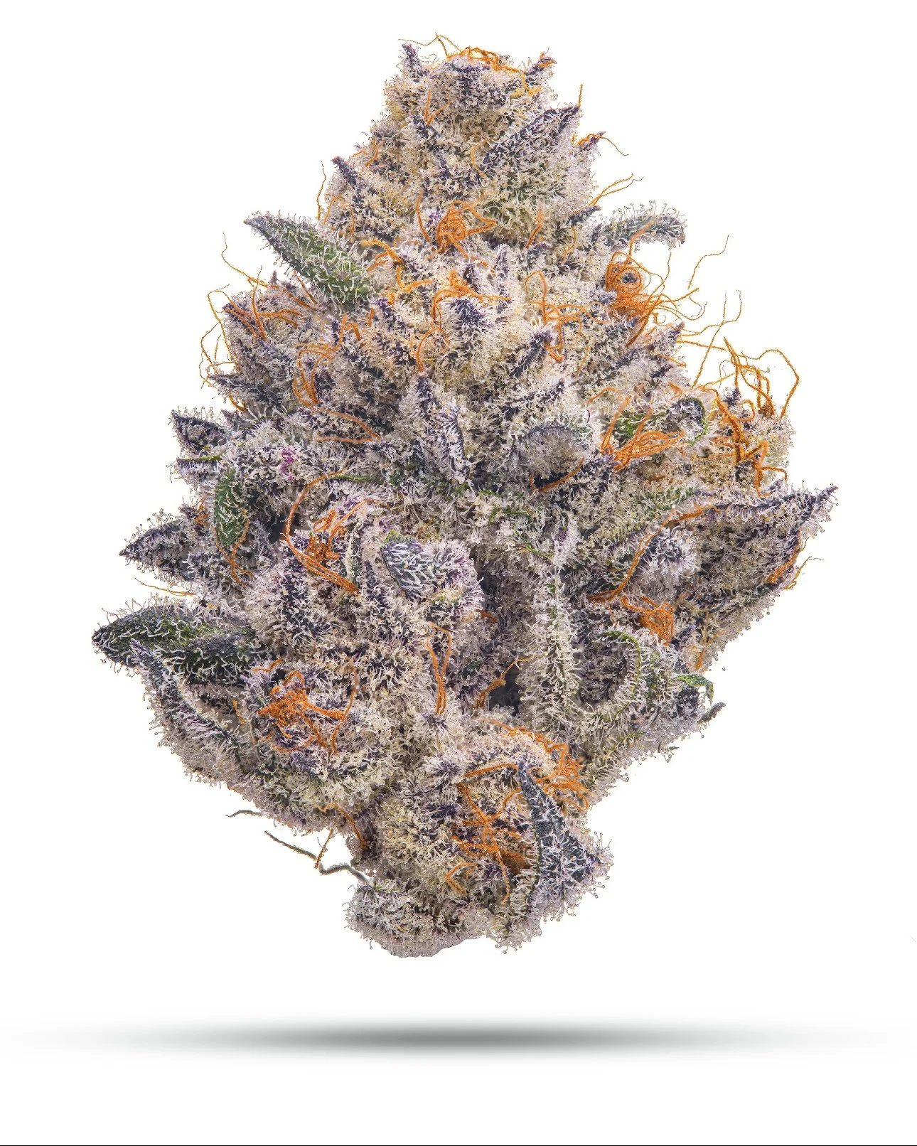 CHERRYLICIOUS | LEMON CHERRY GELATO x UDDER MADNESS | SOLFIRE GENETICS