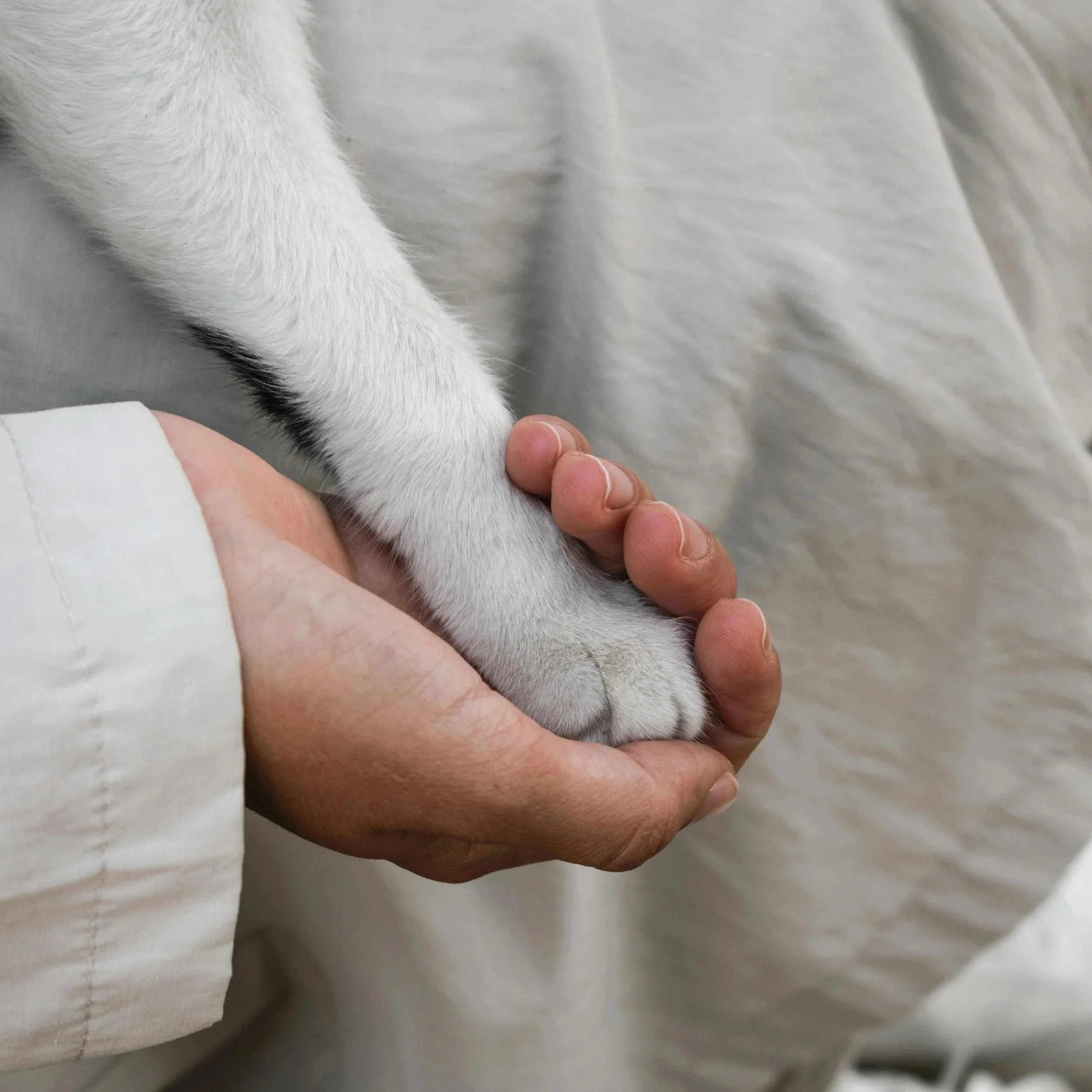 3 Grief Myths About Pet Loss (And the Truth Behind Them)