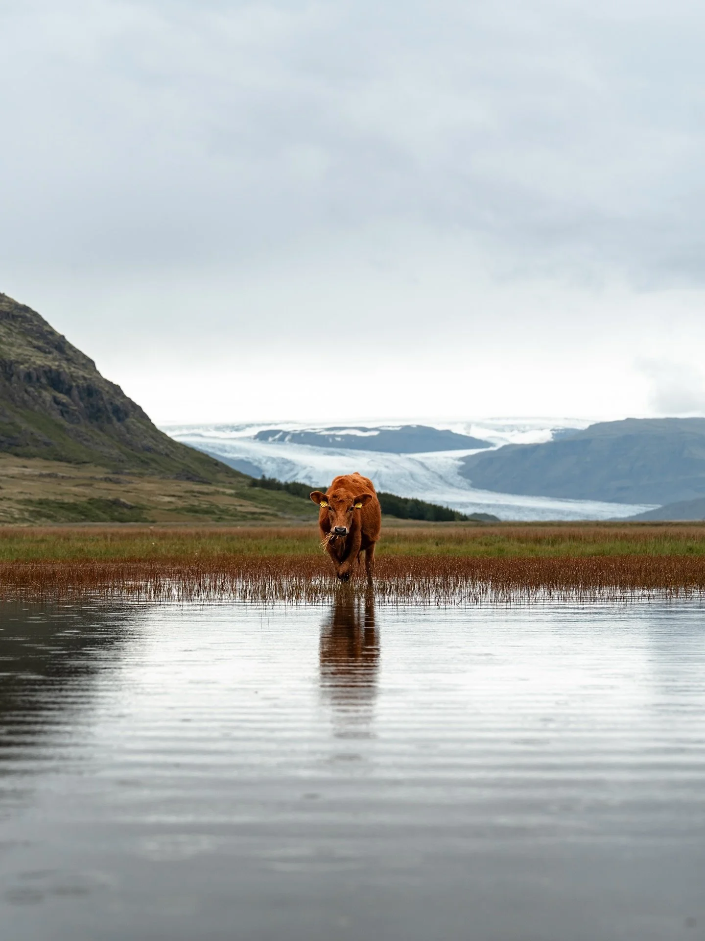 Is it just me, or are these cows ridiculously photogenic? 🐄