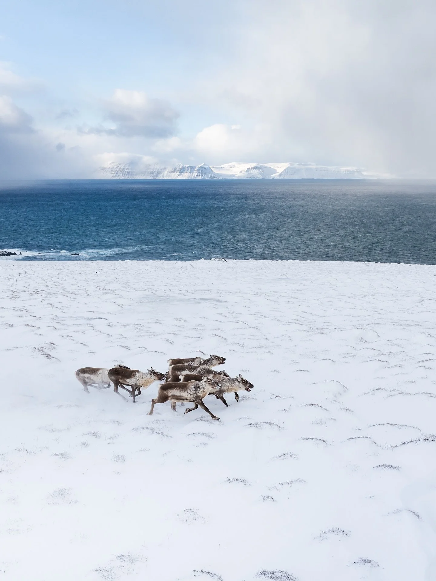 Reindeer aren&rsquo;t everywhere, you&rsquo;ll only find them in the east of Iceland 🦌 These ones were running along the coast near Bakkafj&ouml;r&eth;ur, a small village tucked away in the far northeast. 
If you&rsquo;re visiting in winter, keep yo