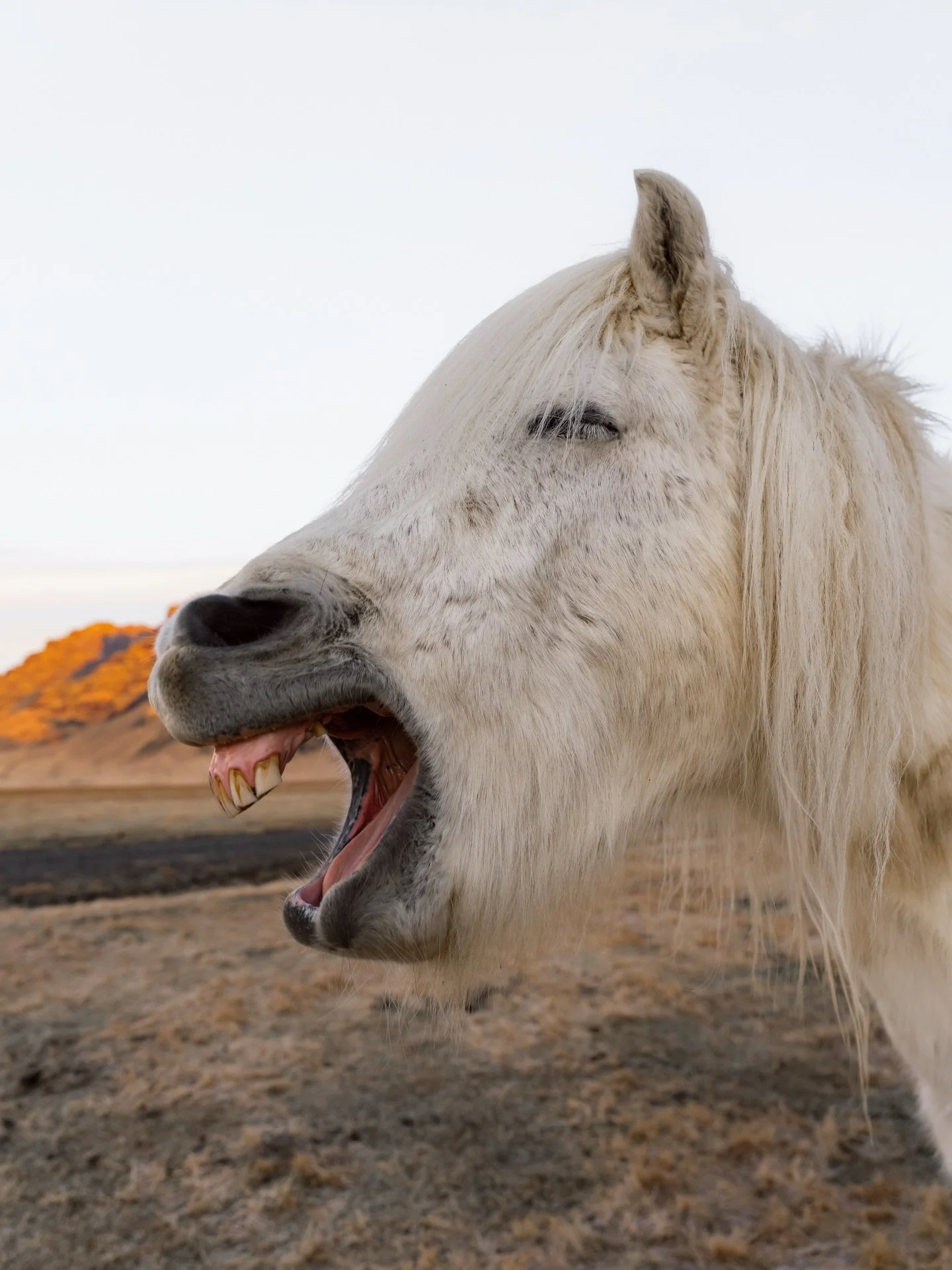 Icelandic horses might be the funniest animals here 😅
They&rsquo;re super curious and a lot smaller than most expect, which is why some people call them ponies.
They stay out all year and grow winter coats that handle -20 without a problem. Feels li