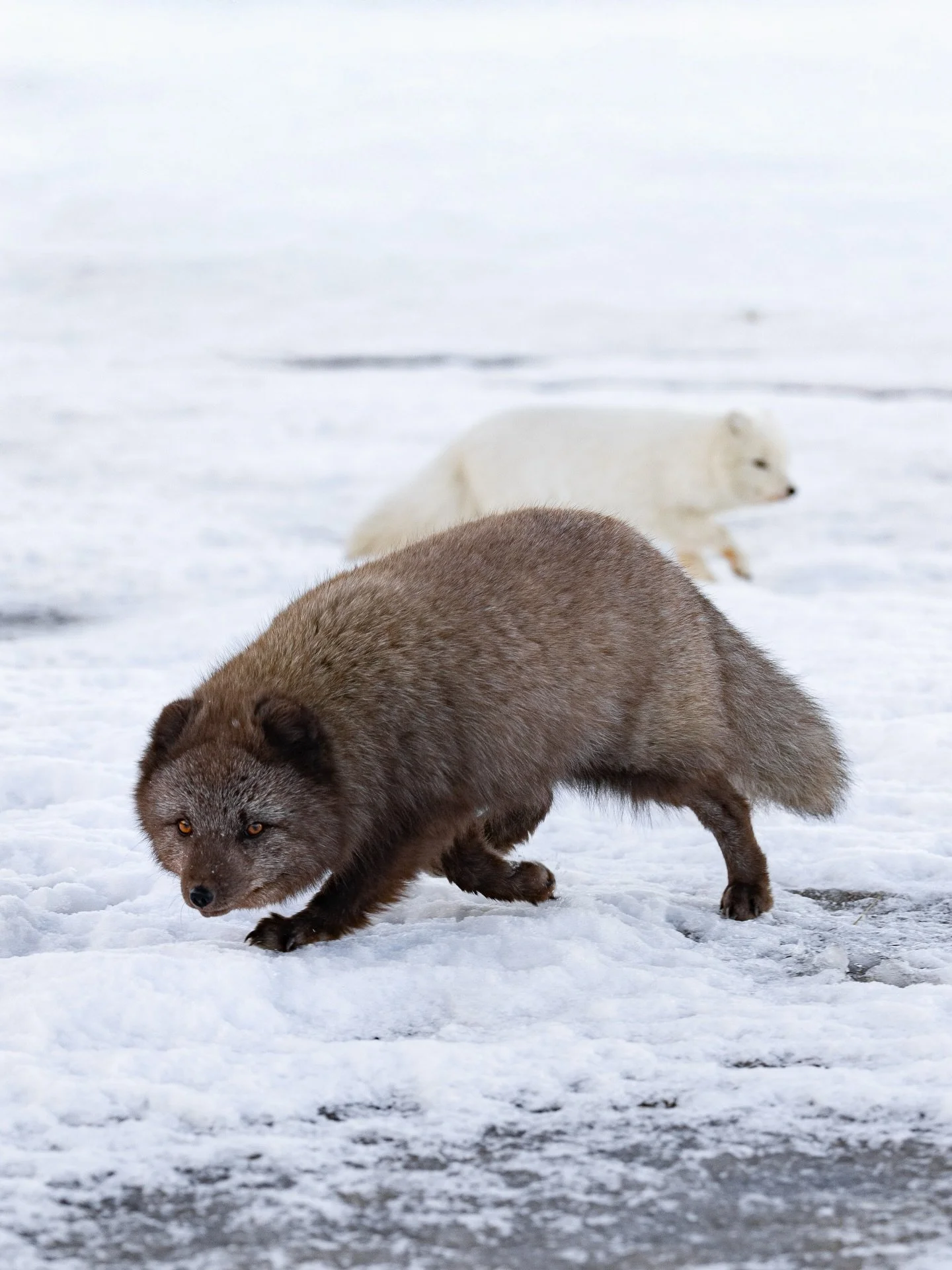 Iceland&rsquo;s only native land mammal 🐾
Most people think arctic foxes are always white. They&rsquo;re not. Some change colour in winter, others stay brown grey all year, which helps them blend into rocks, coastline, and snow free ground. Both do 