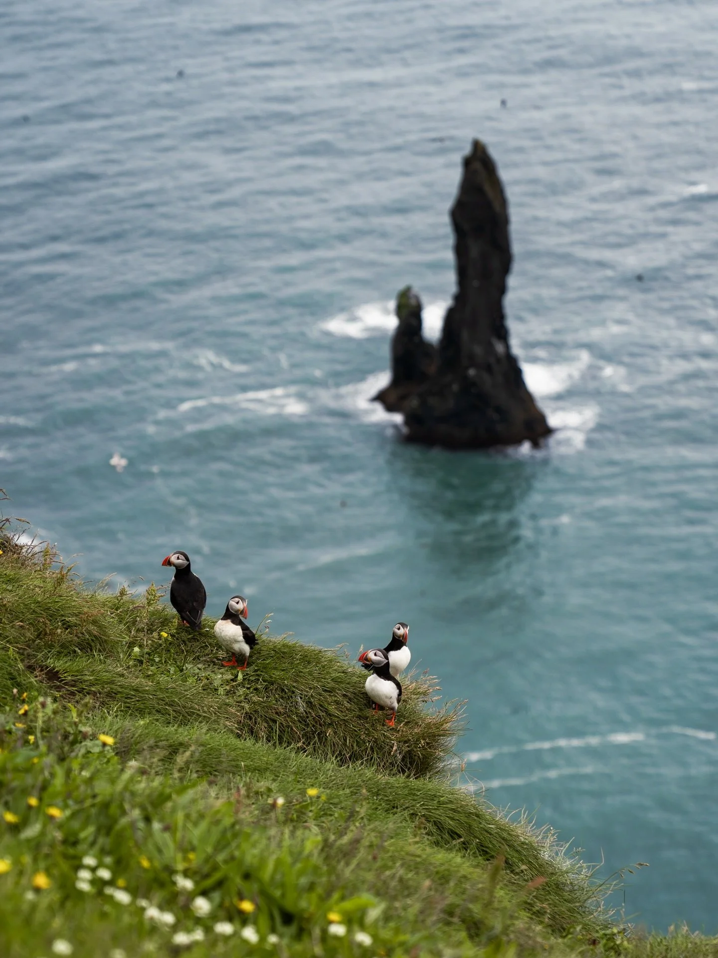 The Puffins are here 🐧