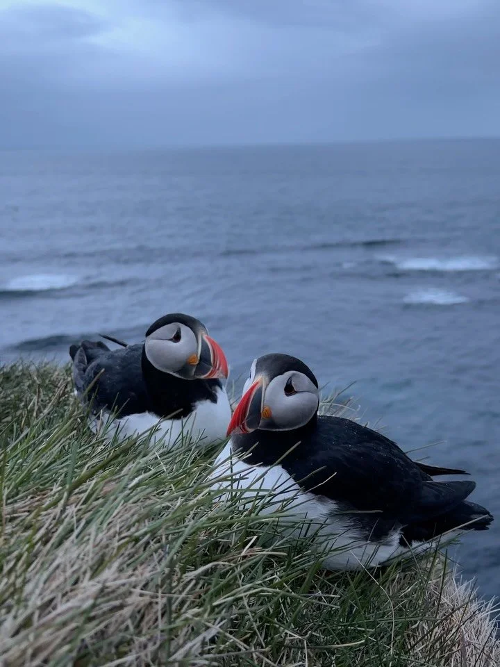 The puffins were an unexpected bonus 🐧 
We came to L&aacute;trabjarg for the cliffs and the sunset, but ended up spending a good part of the evening watching these little guys instead 📸
All visitors had already left by the time we arrived, so we ha