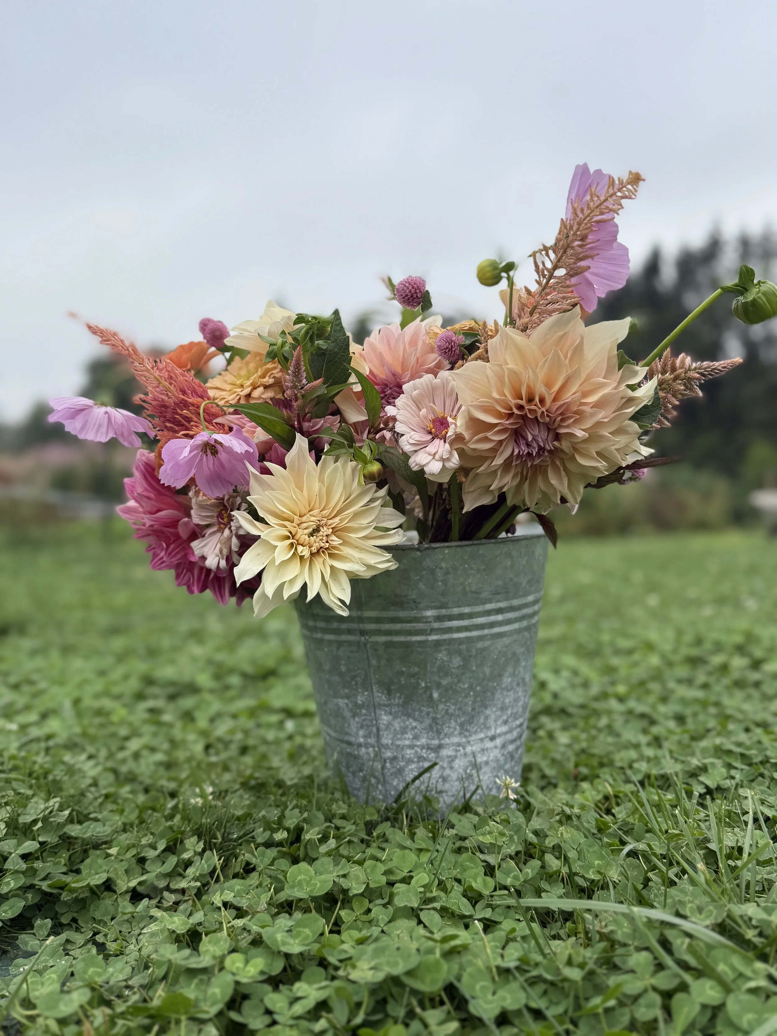 September 2026 CSA Membership