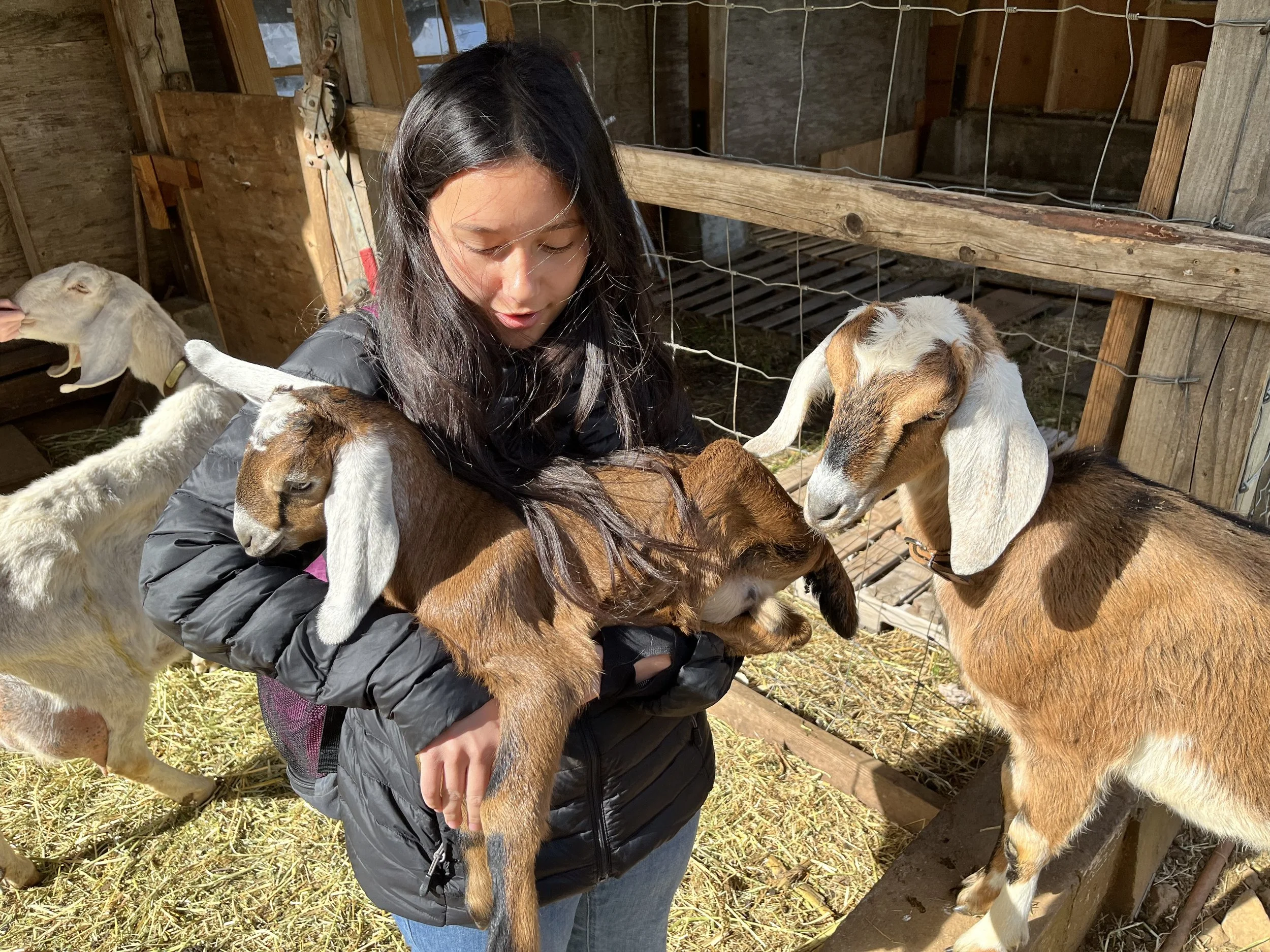 A young girl holding three baby goats in a barnyard with sunlight shining on them.