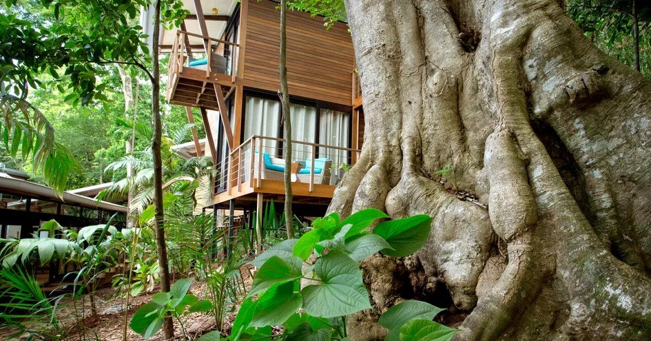 Estate+Rooms+nestle+into+the+old-growth+jungle+along+bluff.jpg